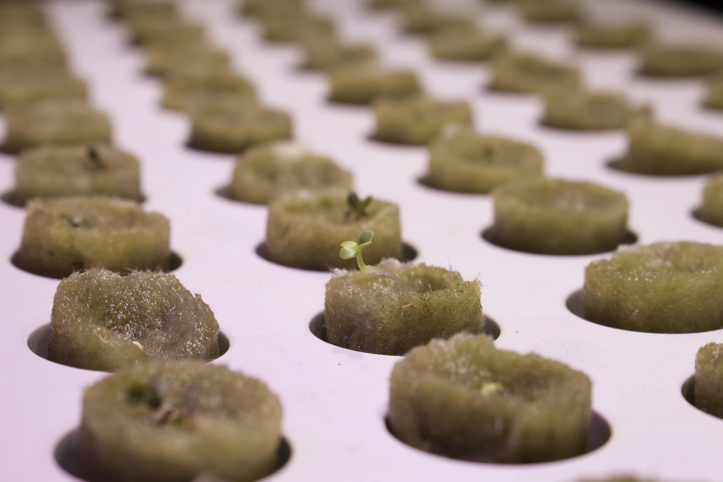 Multiple indoor cultivation techniques informed our design process.