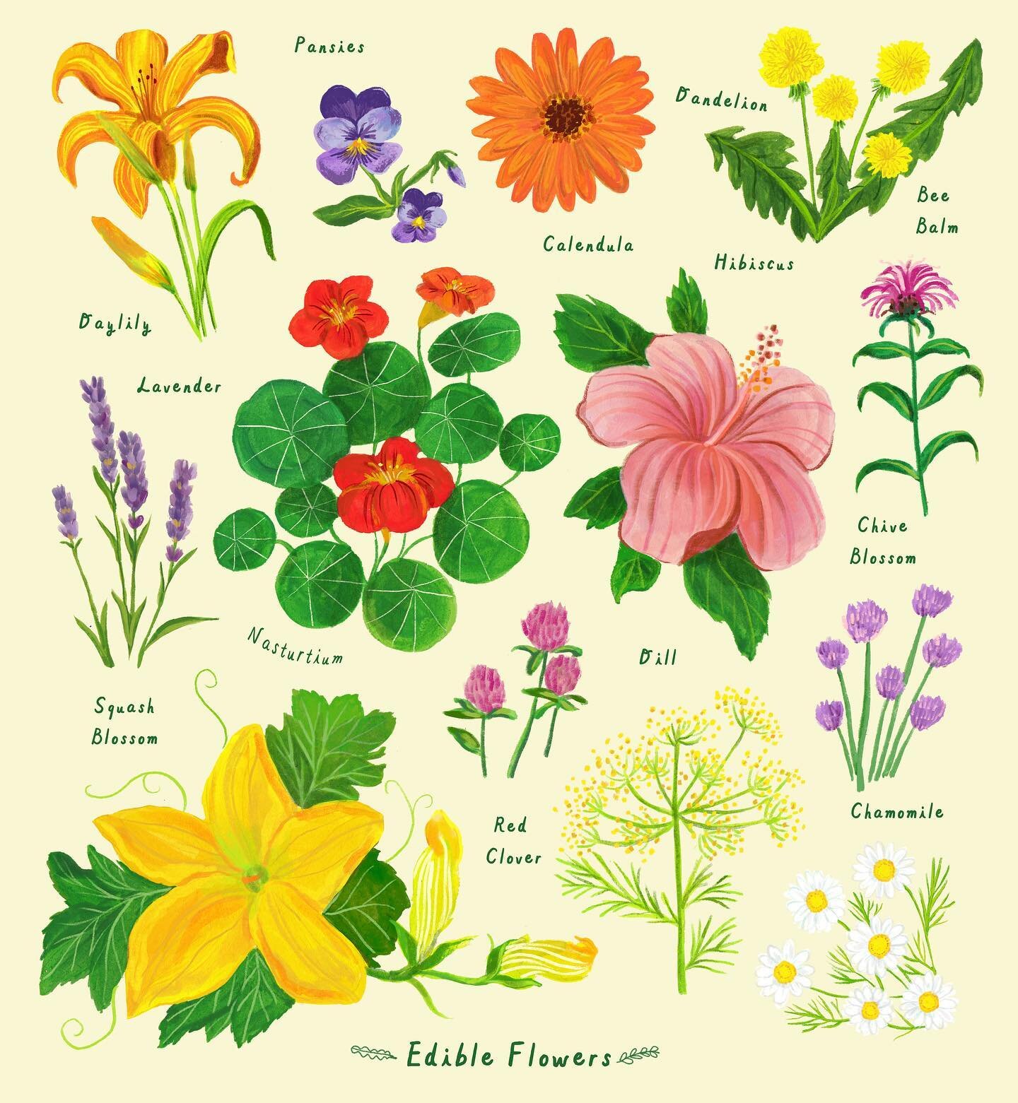 May, here and there. 
All the edible beauties popping everywhere. 
.
It&rsquo;s spring time here in Upstate, which means it&rsquo;s time to start foraging and identifying things in the wild and in my yard. 
I cannot wait to get planting in my garden 