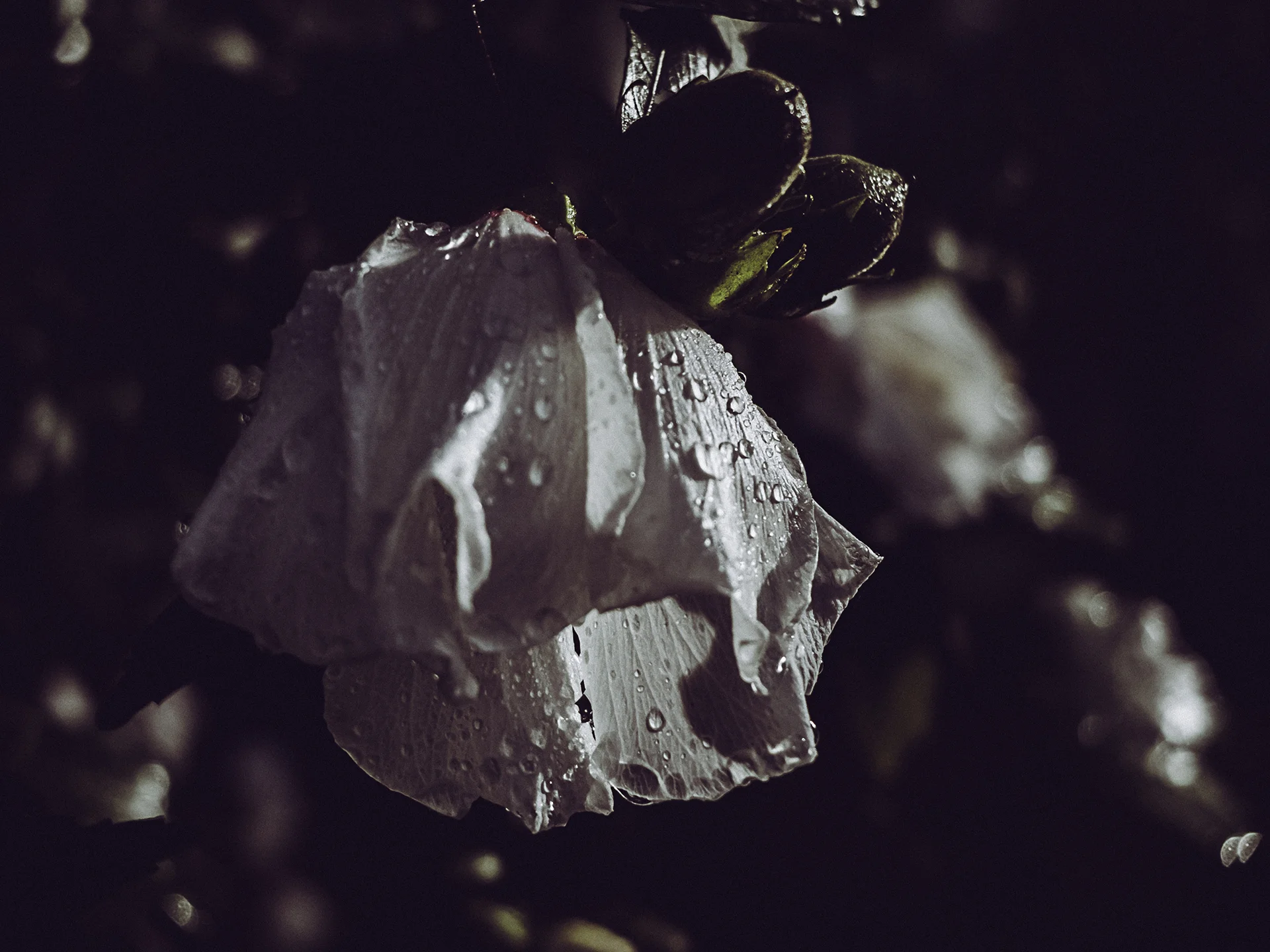 Hibiscus-syriacus-1920_01.jpg