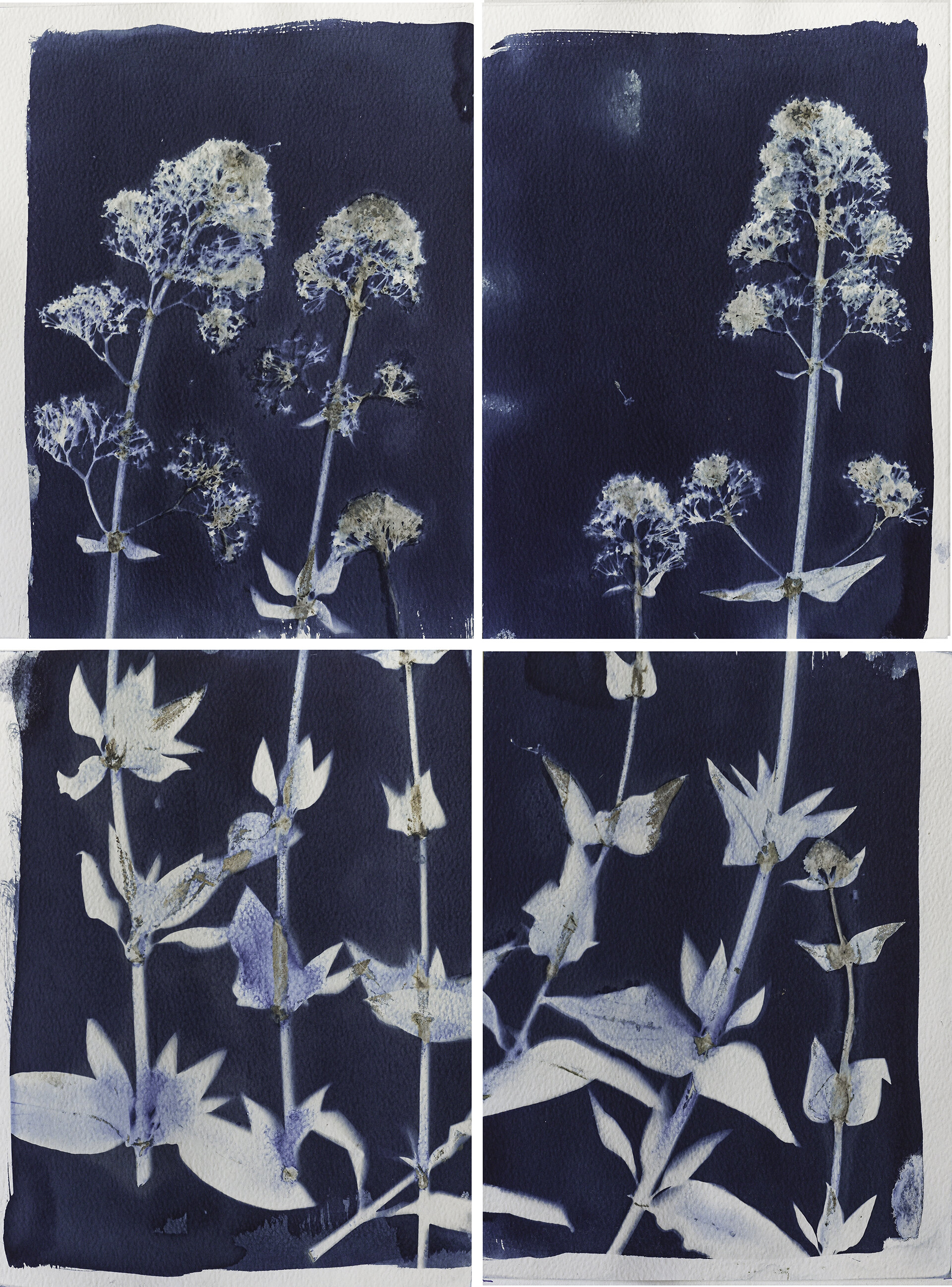  What happen to lost love? The love that went unspoken, the unrequited love, the broken love?   I like to imagine that it roams the universe in search of a home, and find it in a magical garden where it can finally rest and bloom.  Cyanotype prints o