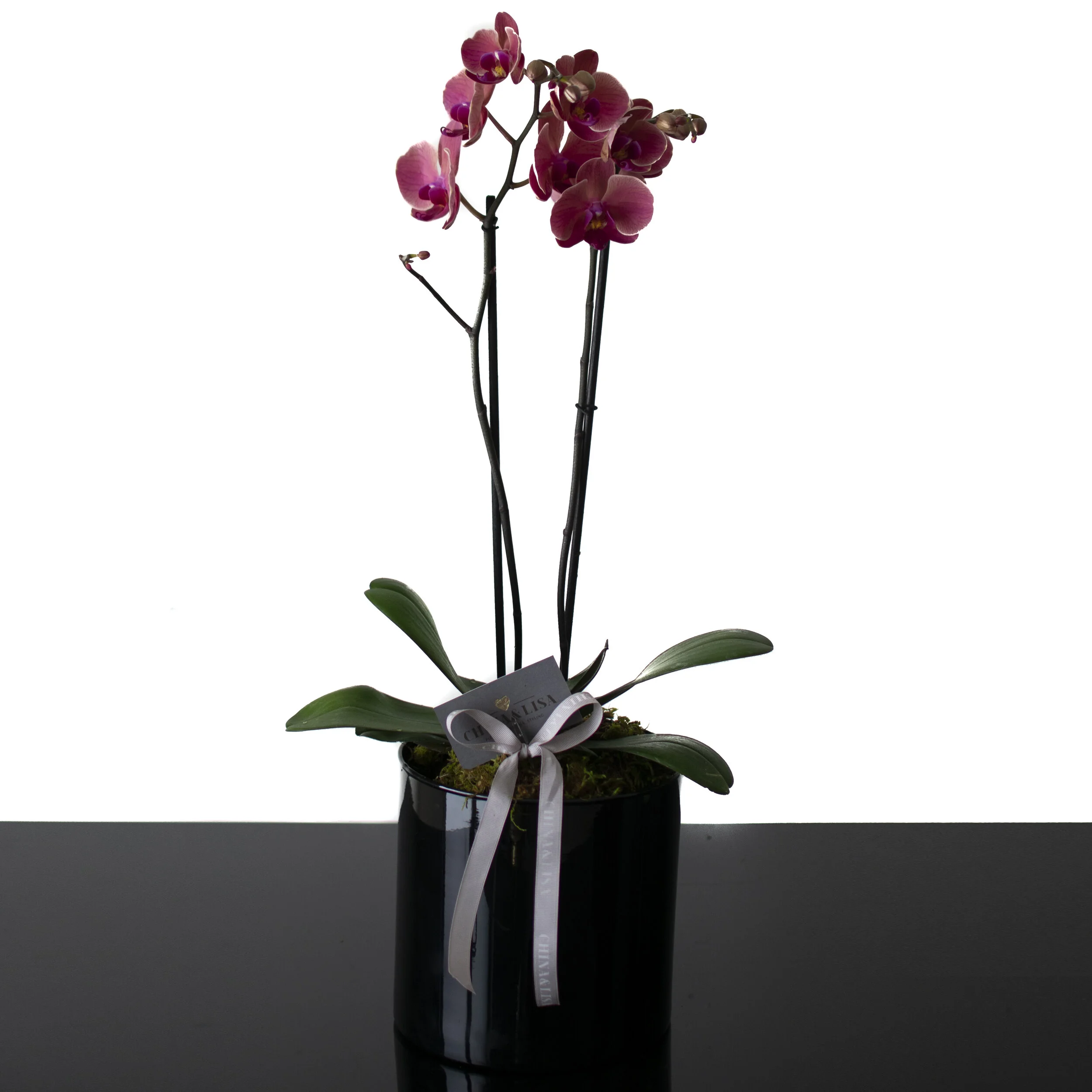 orchid.jpg