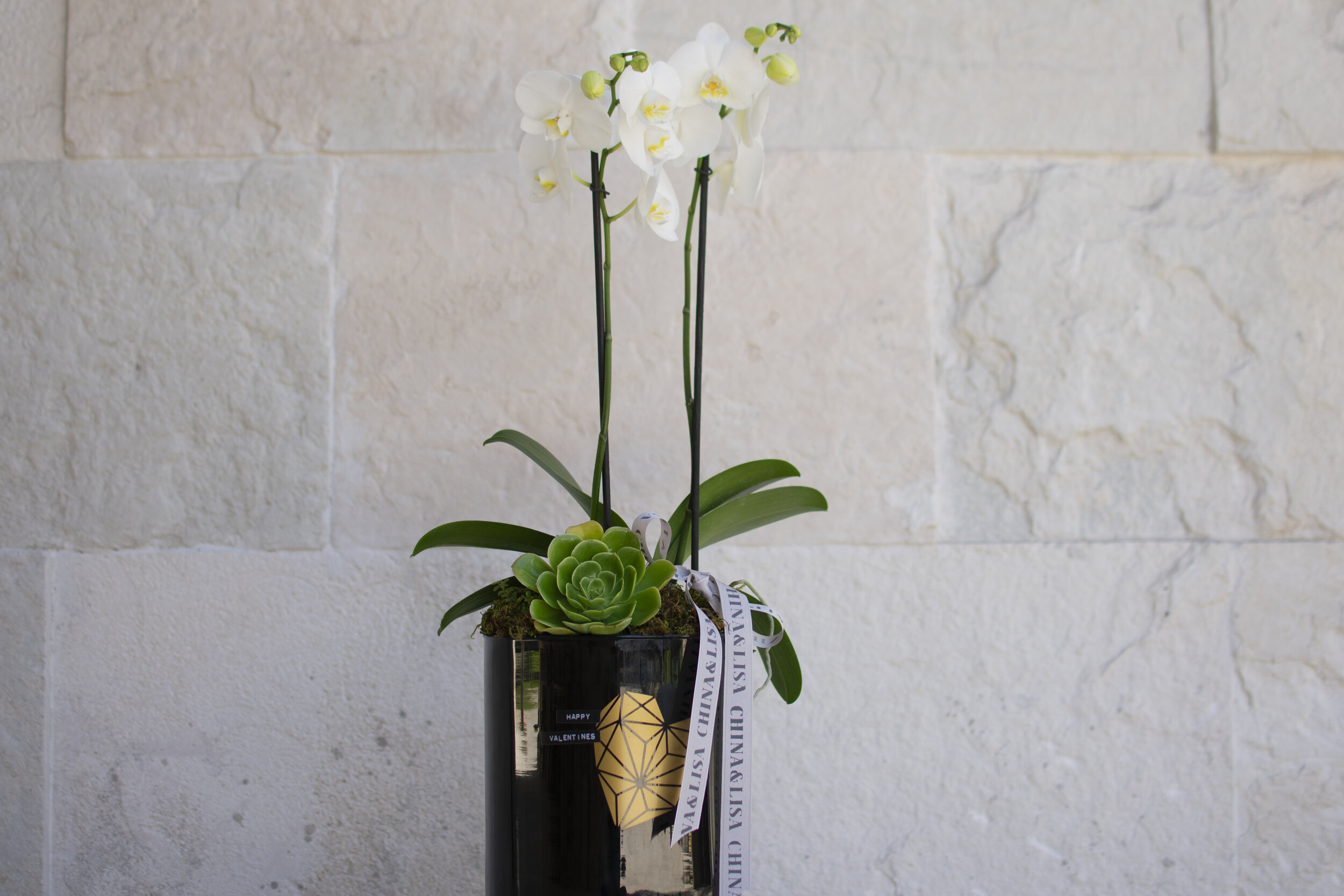 PHALAENOPSIS ORCHID