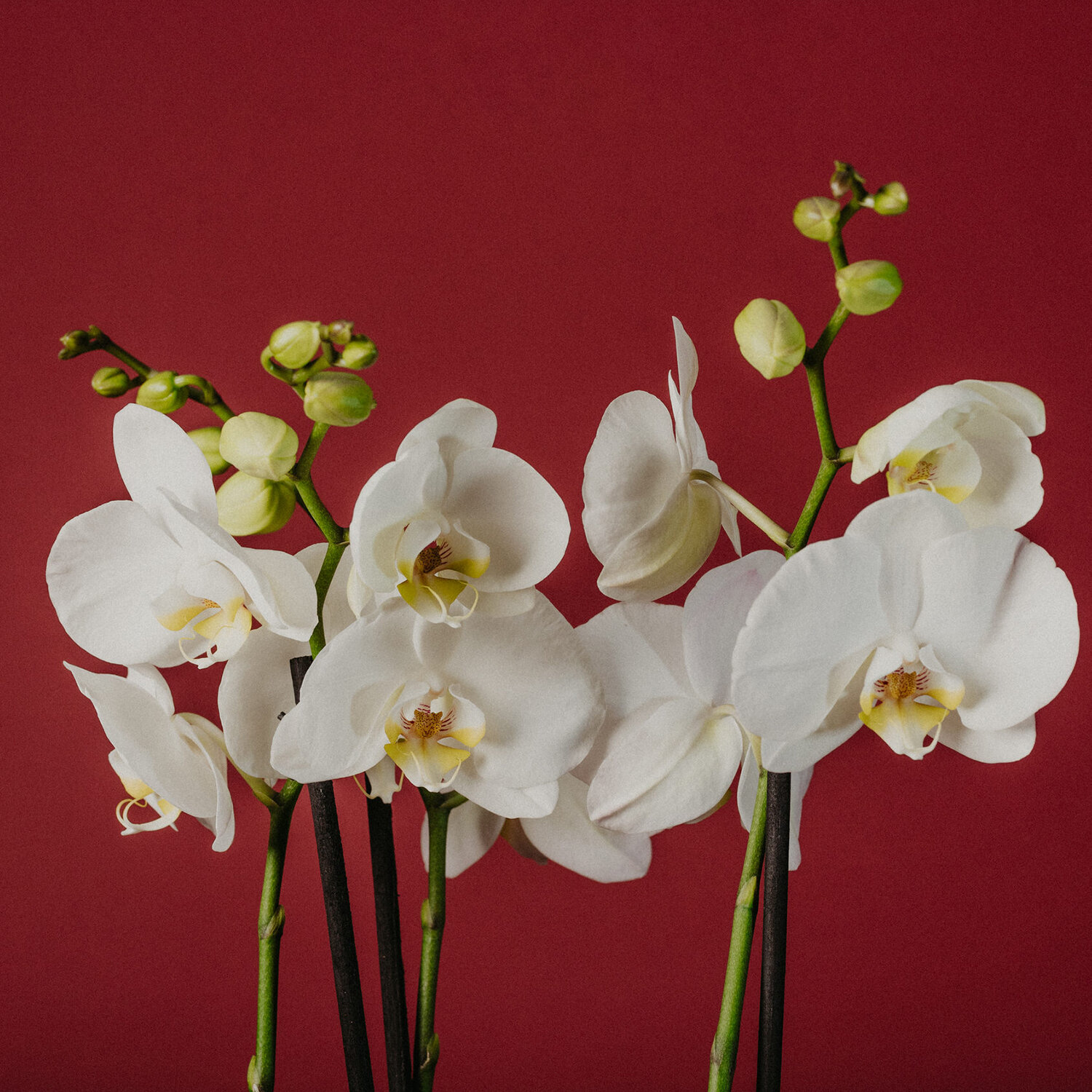 orchid 2.jpg