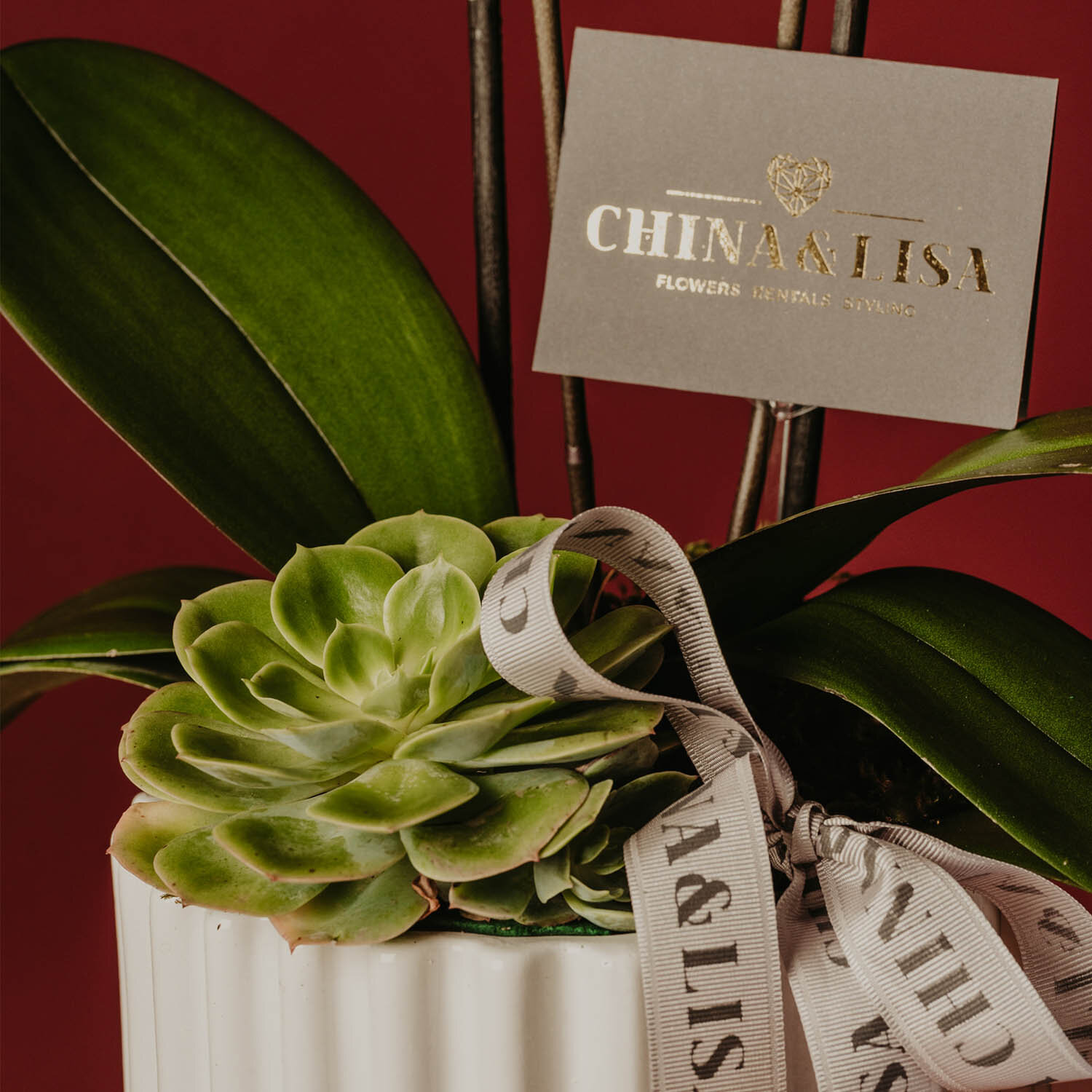 orchid 5.jpg