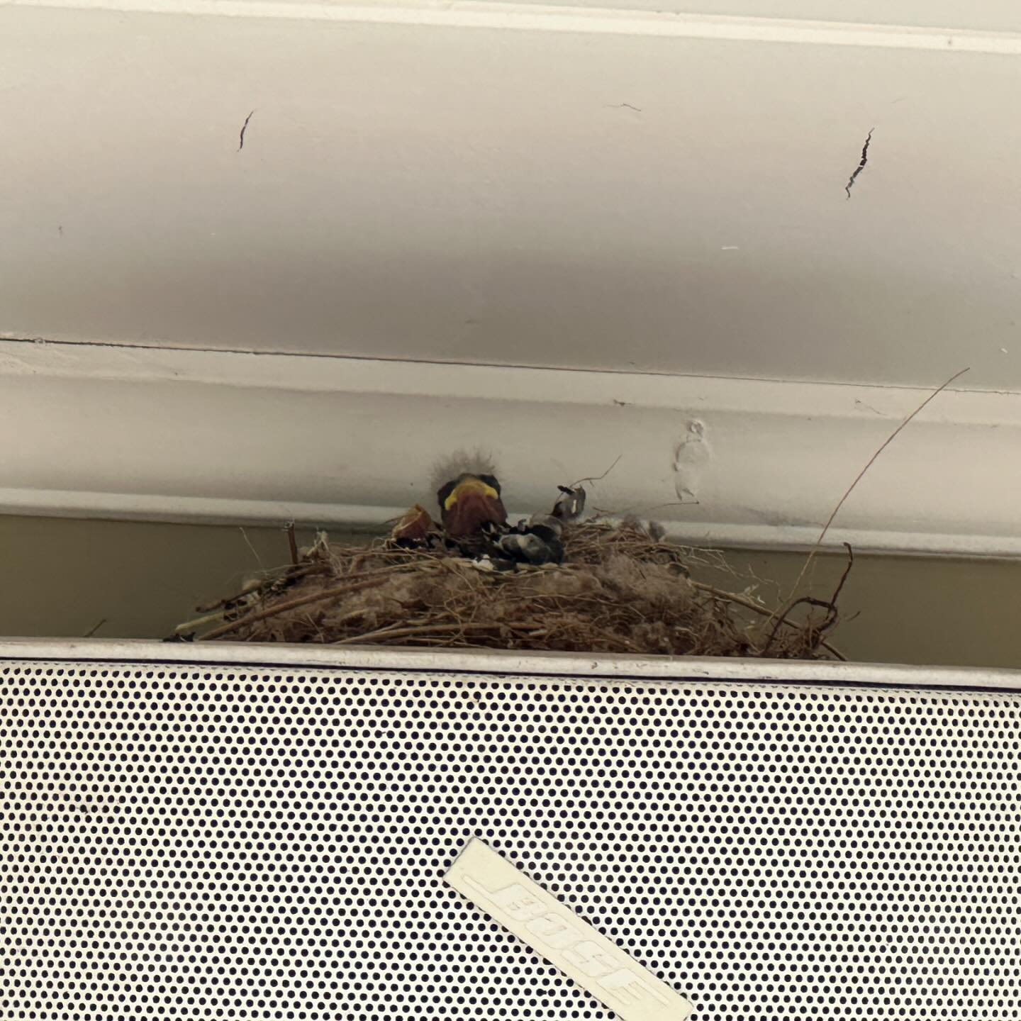 Spring has definitely sprung! Four little baby house finches have hatched in our back yard. Mamma and Pappa Finch are doing a great job loving on these little ones. #birdlife #babybird #spring
