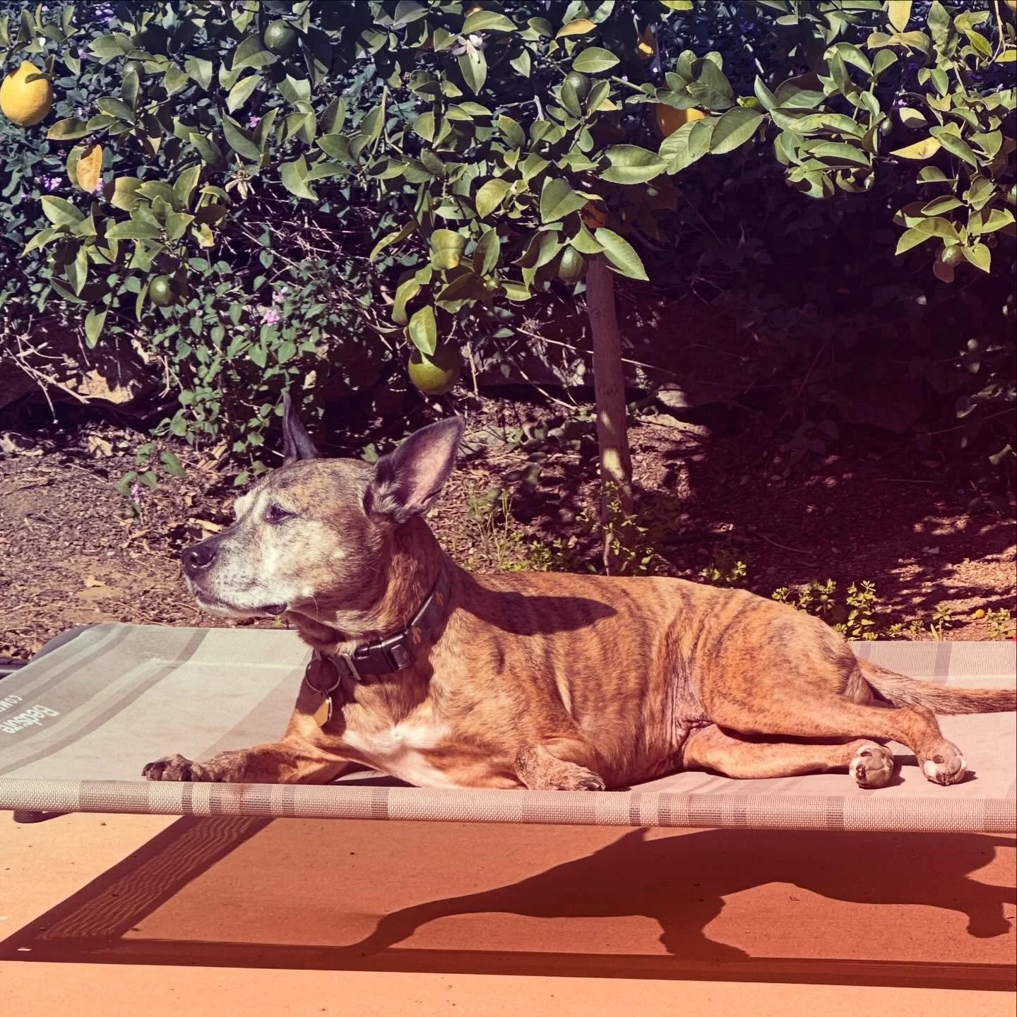 This sweet girl soaking in the sunshine today! #emmadog