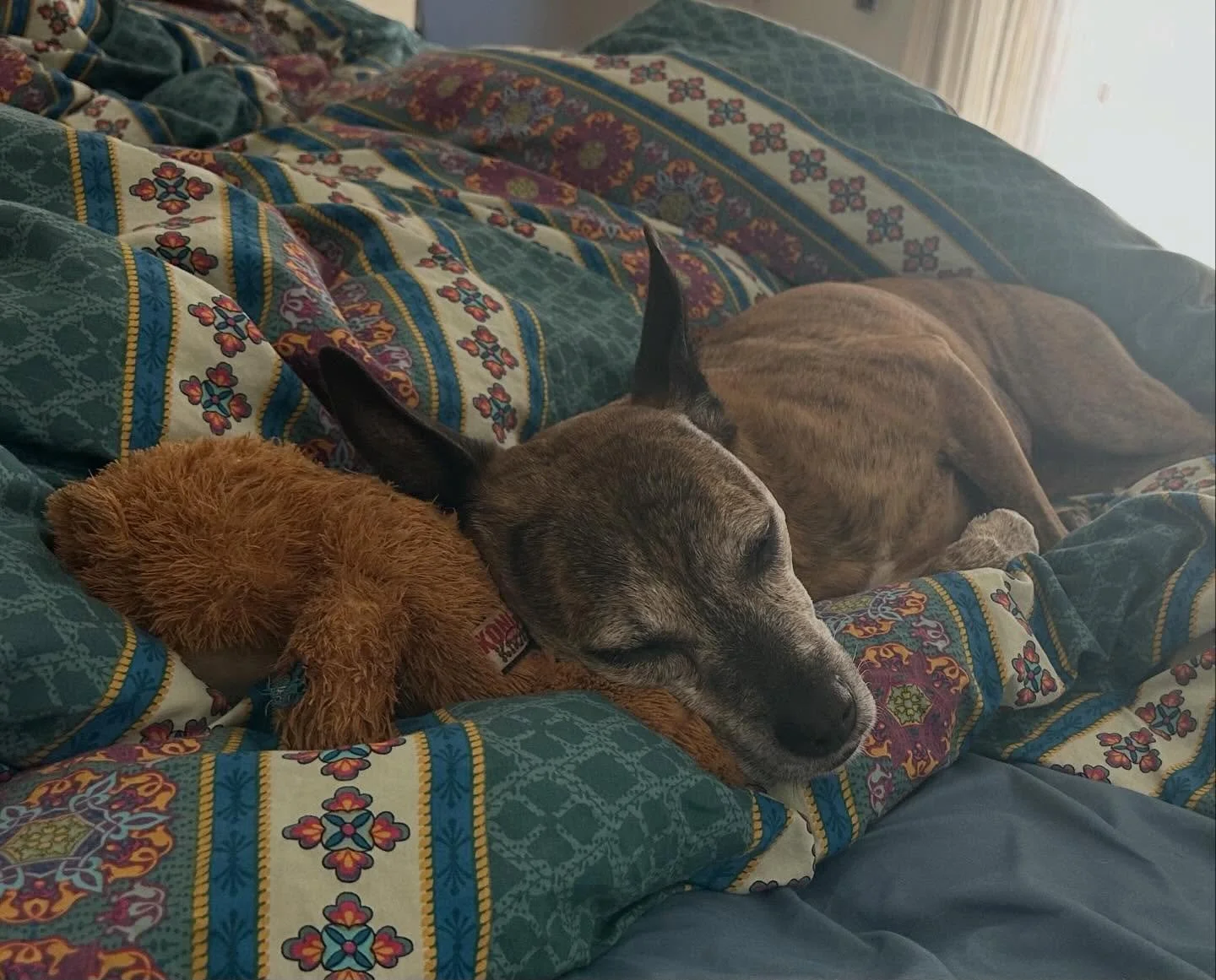 How do you not love that she&rsquo;s using her stuffy as a pillow?!? #emmadog #dogsofinstagram