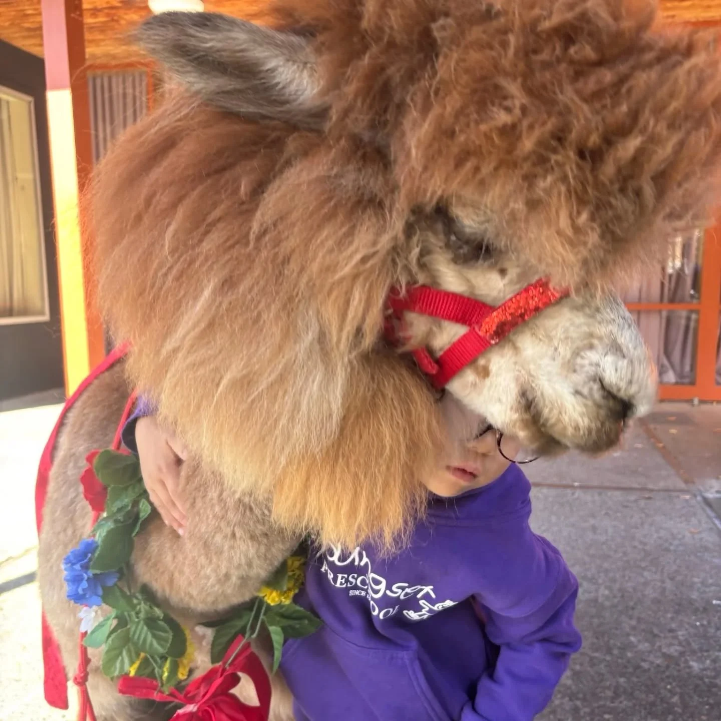Alpacas are the best ever. Alpaca day at Youngset is the best ever. Youngset is the best ever.