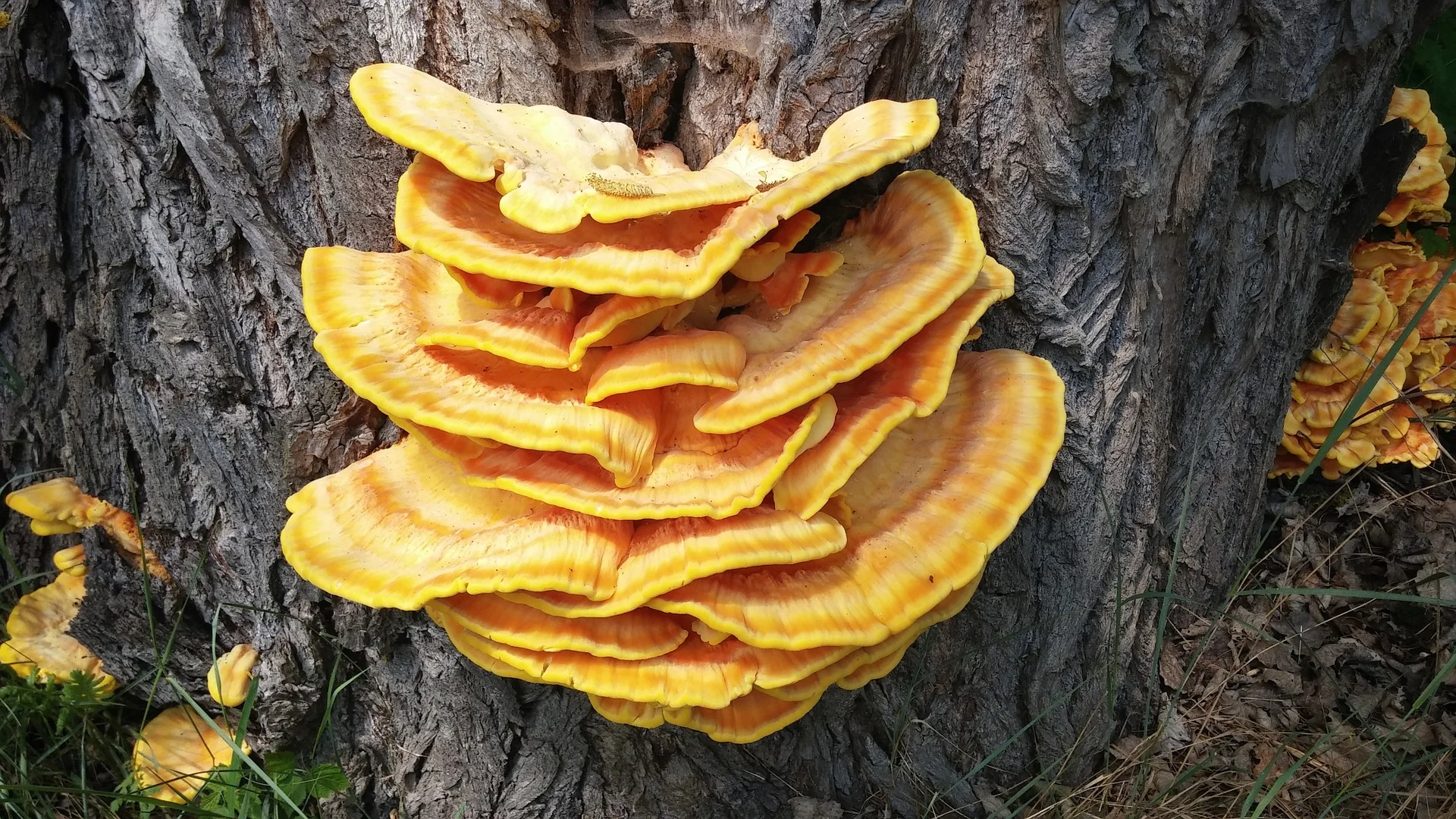 REISHI MUSHROOM