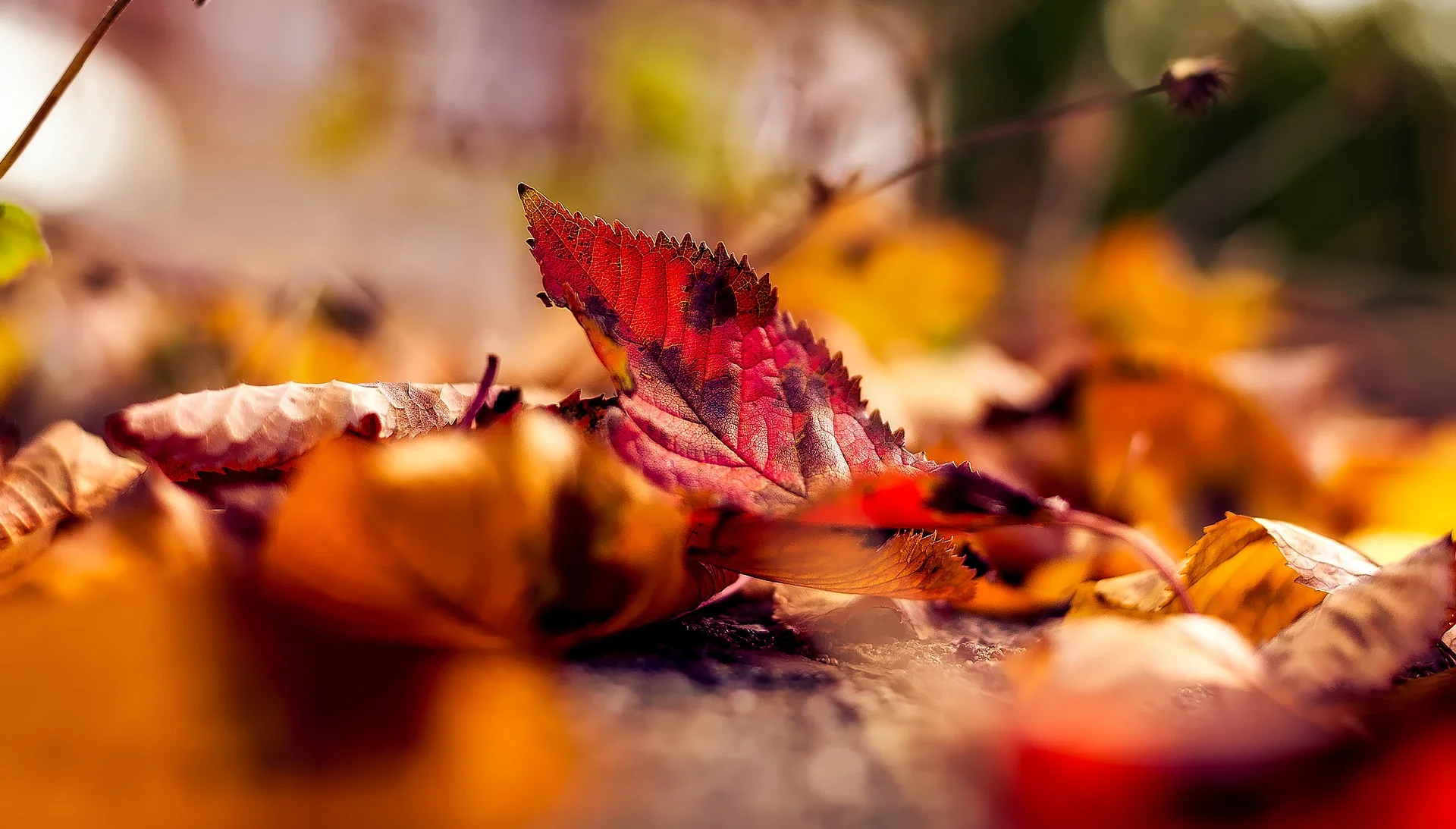 leaves - med.jpg