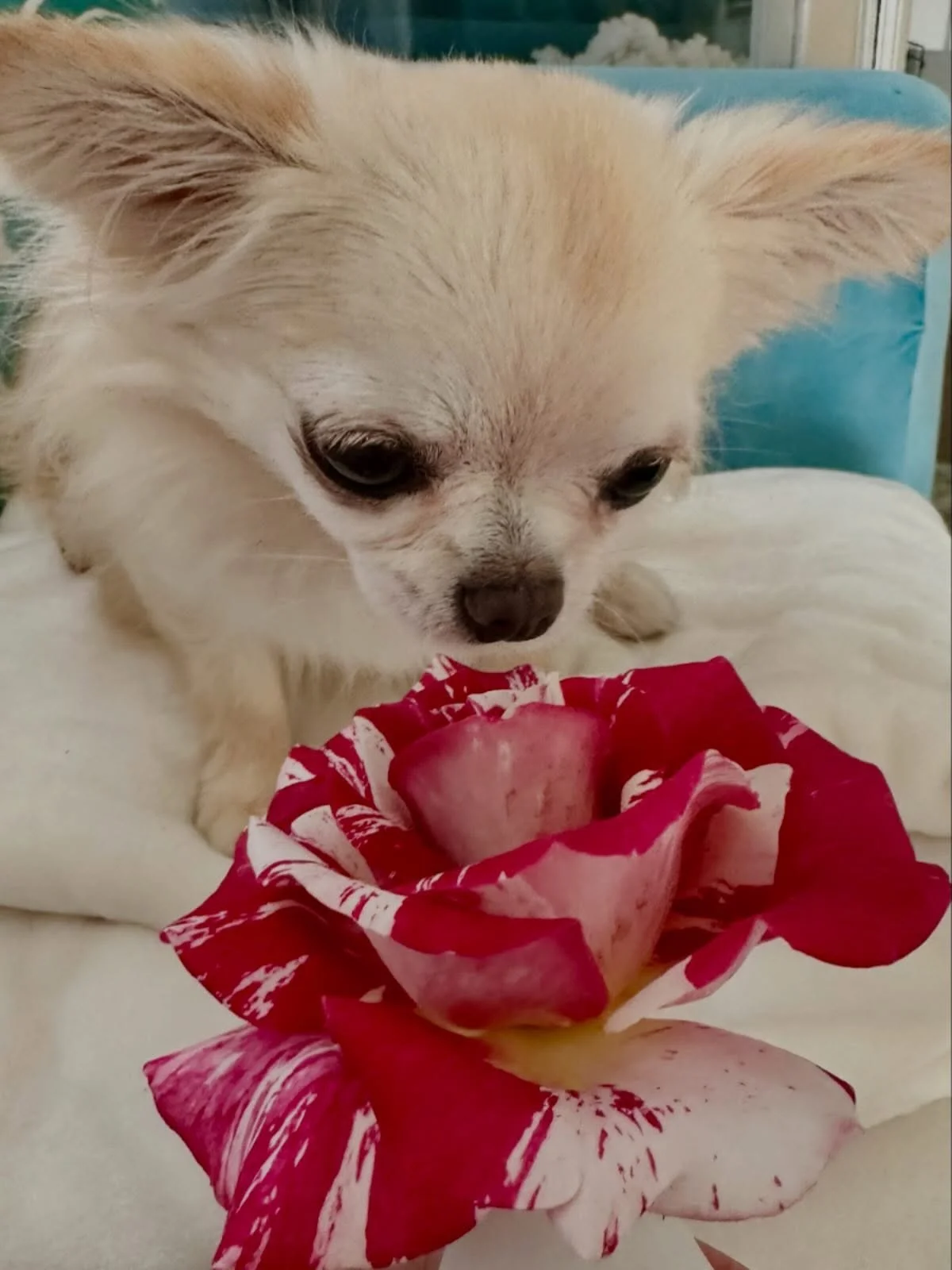 Remember to stop and smell the roses ❤️ 🐾🐾Honey Bunch