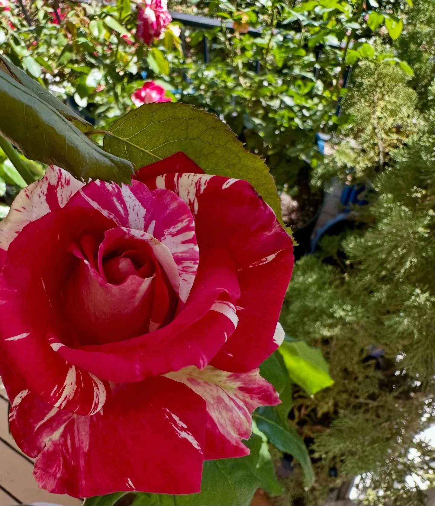 My balcony is in bloom 😍🌹#neildiamondrose ❤️🤍❤️🤍❤️🤍