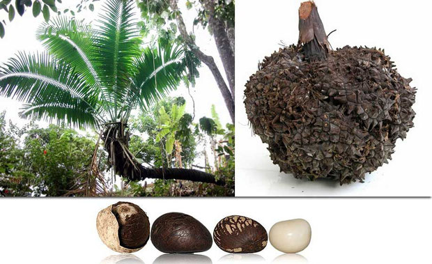 Tagua tree and nuts.jpg
