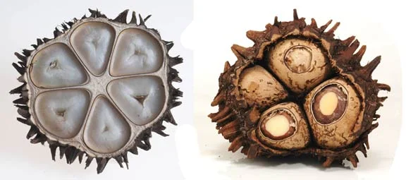 Tagua for web site.jpg
