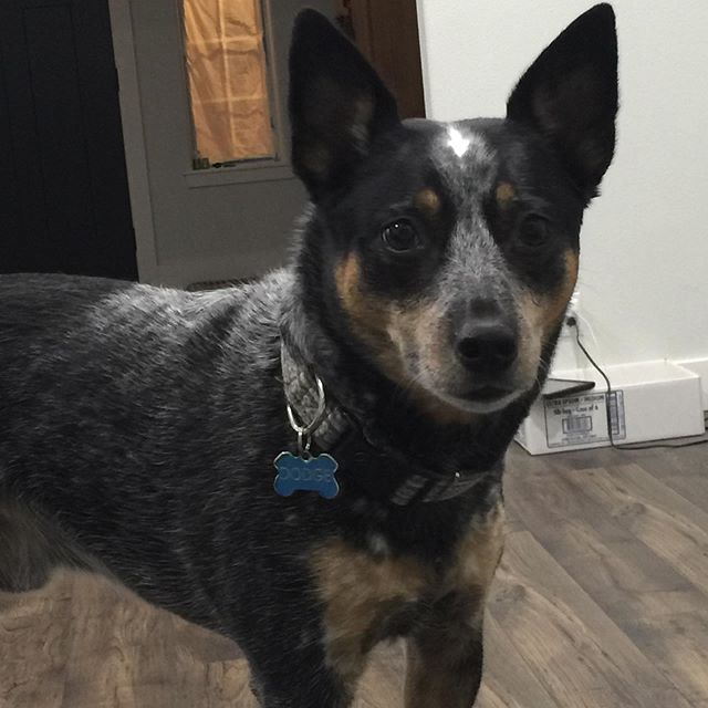 Oh man! This dog!! Steals my heart everyday!! #dodge #bluedog #heelersofinstagram #heeler #blueheeler #cattledogsofig #minibutmighty