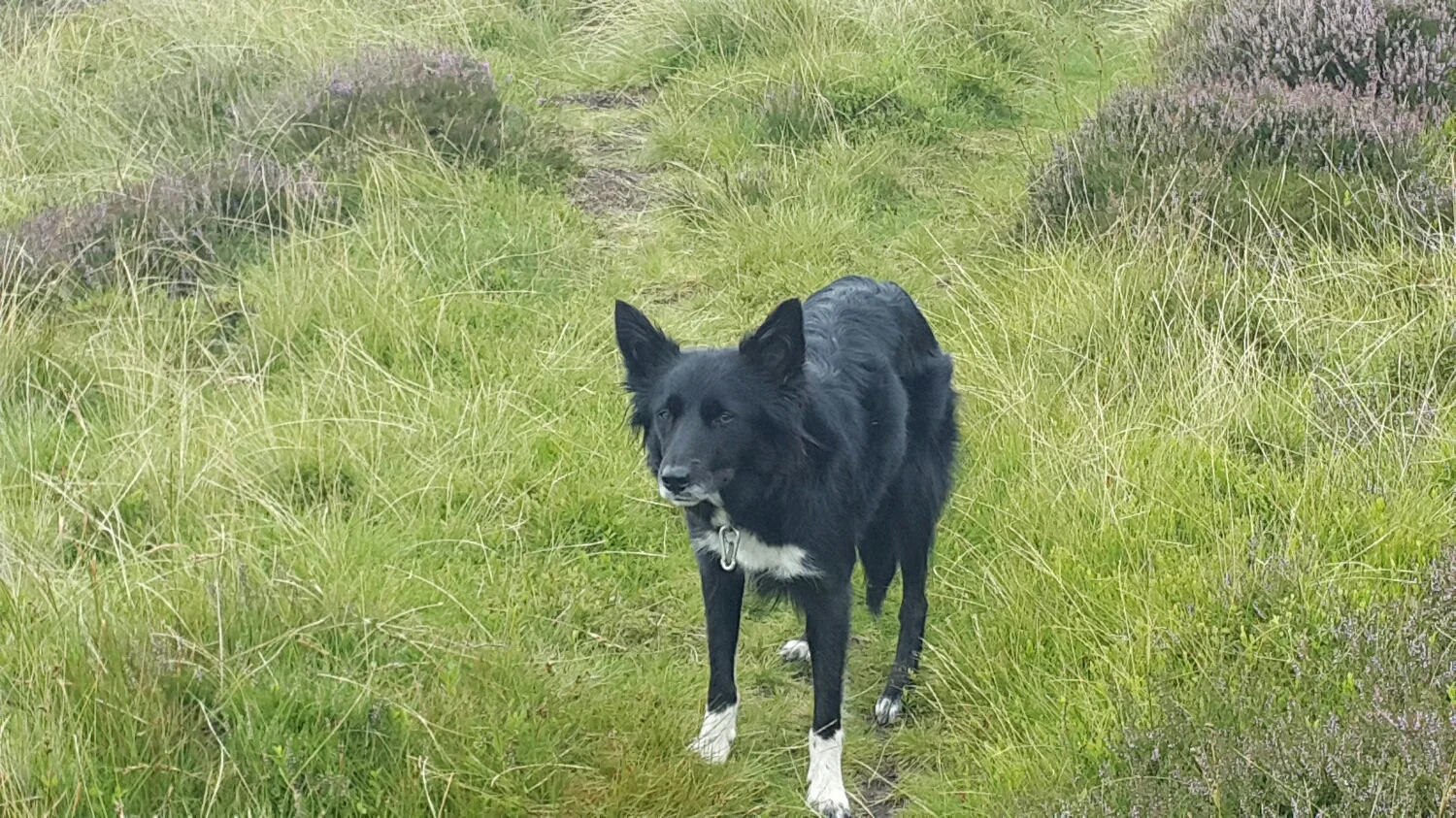 Keela the sheep dog