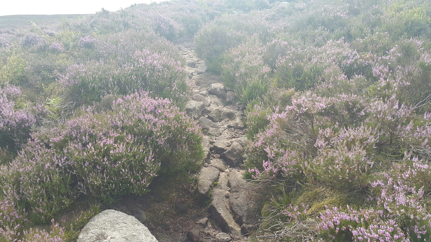 Rough and rocky