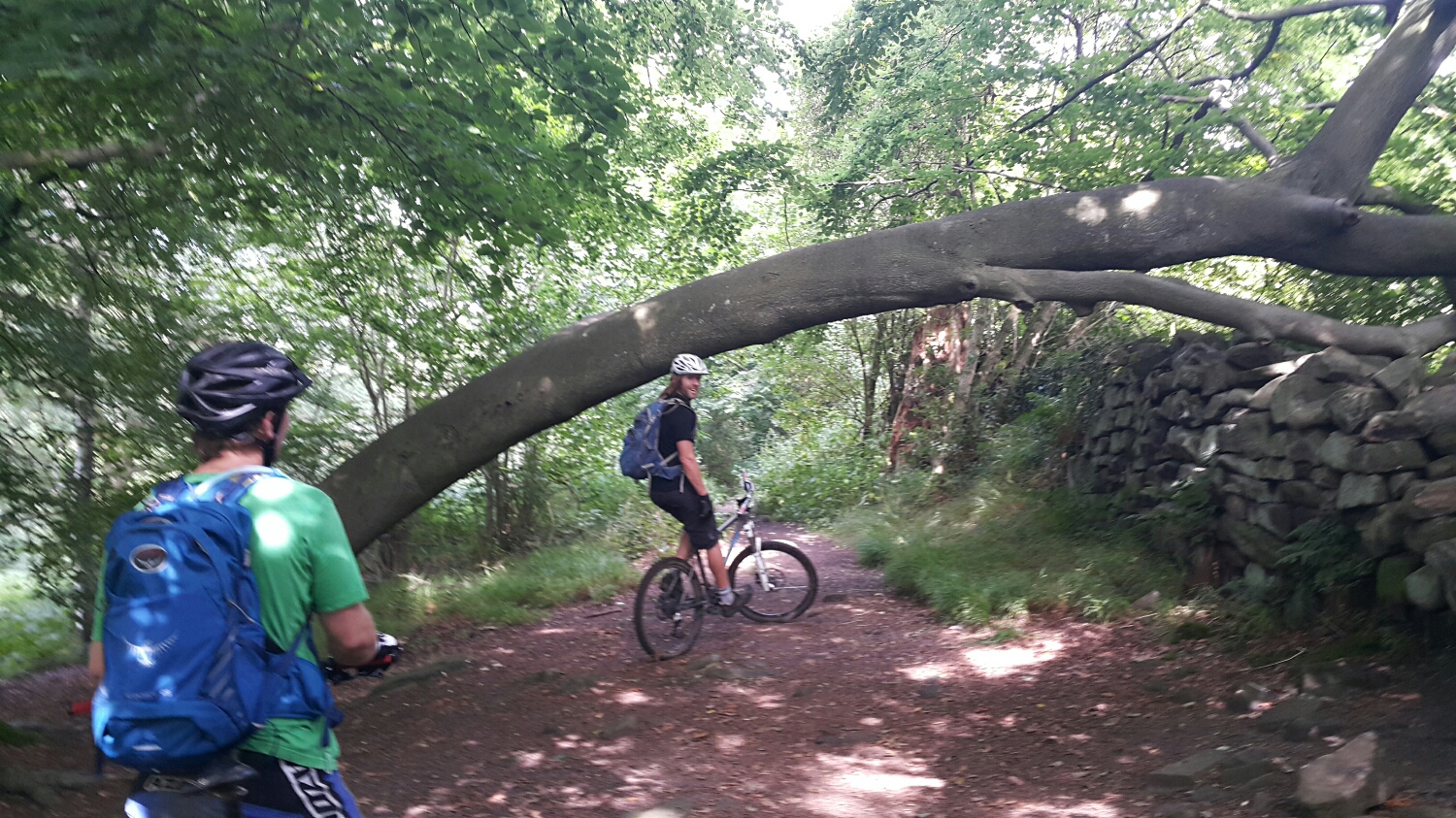 Riding in the local woods