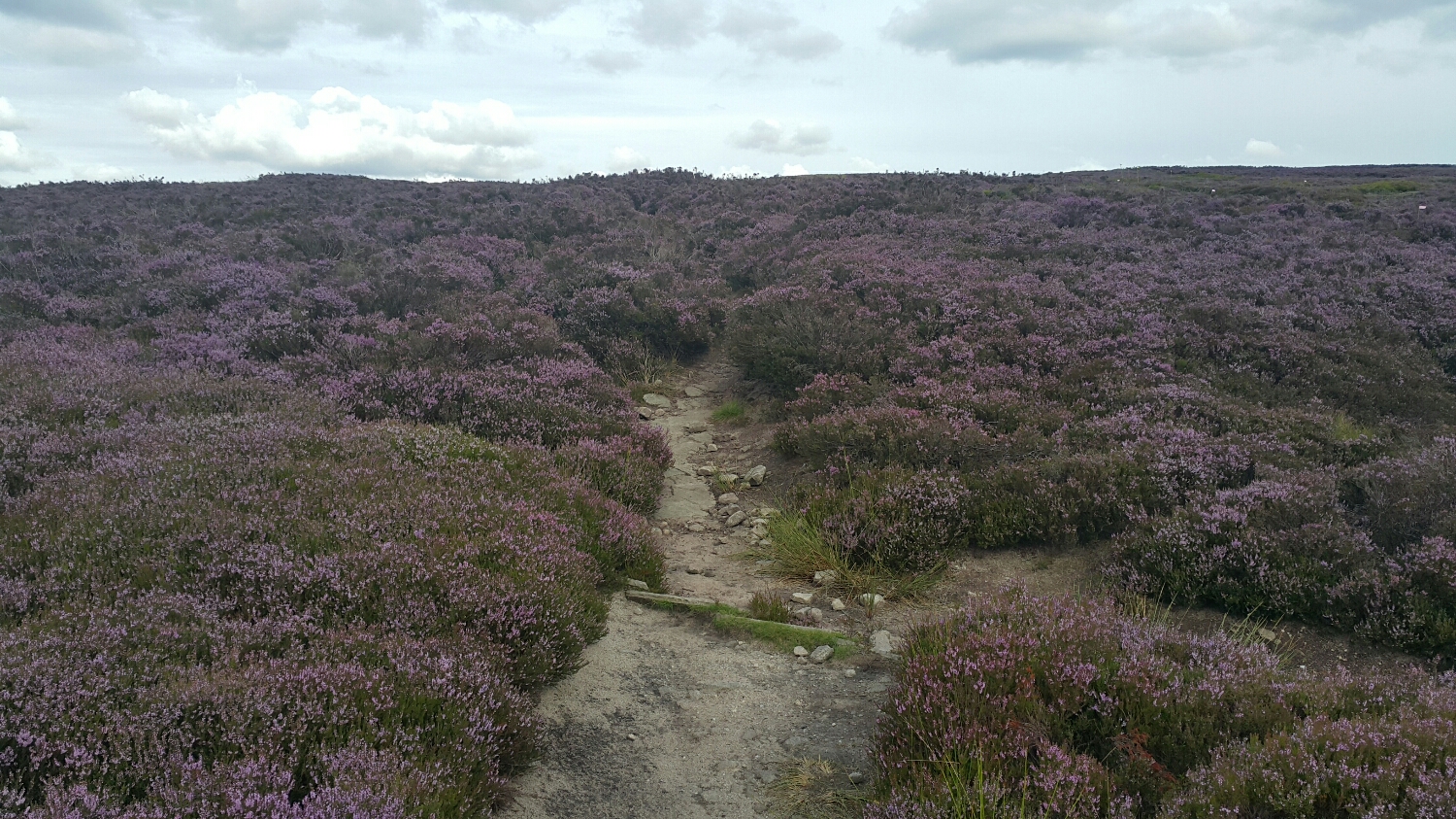 There's a track in there somewhere. Lots of toaster size rocks lurking.