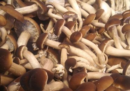 Mushroom Share