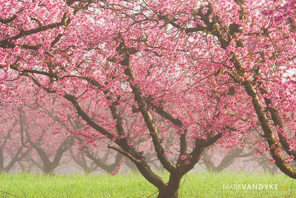 SC-Pink-Peach-Trees-Spring.jpg