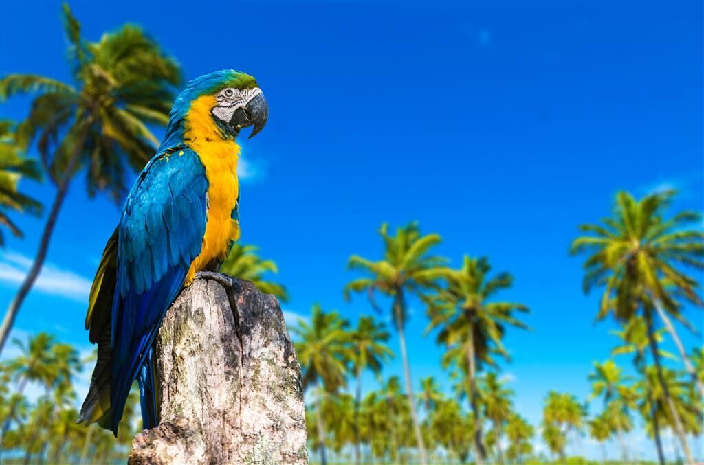 Porto de Galinhas 