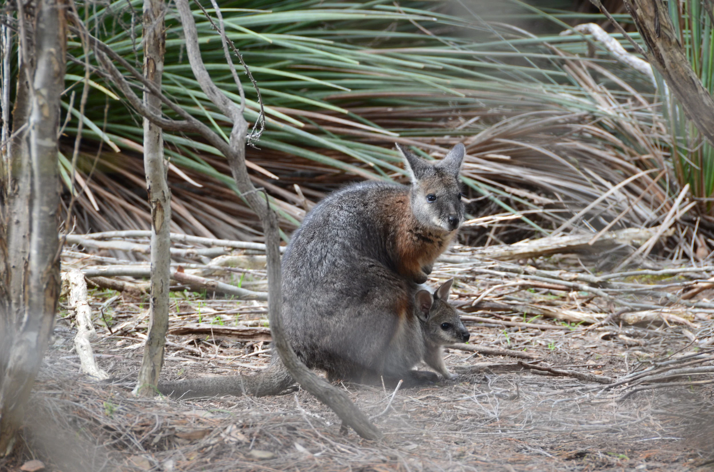 Momma Tamar Wallaby and her joey (photo credit Pedro O'connor of Epic Private Journeys )