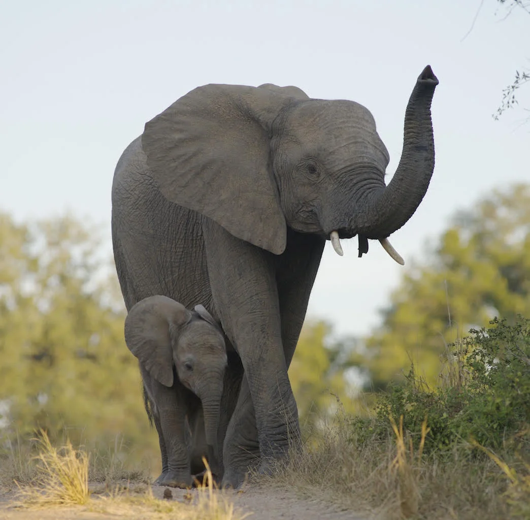Photo Credit: Gavin Ford of Africa Inscribed Gavin Ford needs no introduction and after 28 years in the industry, has earned the reputation as one of the most well respected safari guides in Africa. He shared the 2002 Conde Naste “Best Guide” award and regularly features as one of Africa’s top guides in international travel magazines. In 2006, he was a finalist in the Paul Morrison Wanderlust Guide of the Year competition as well.