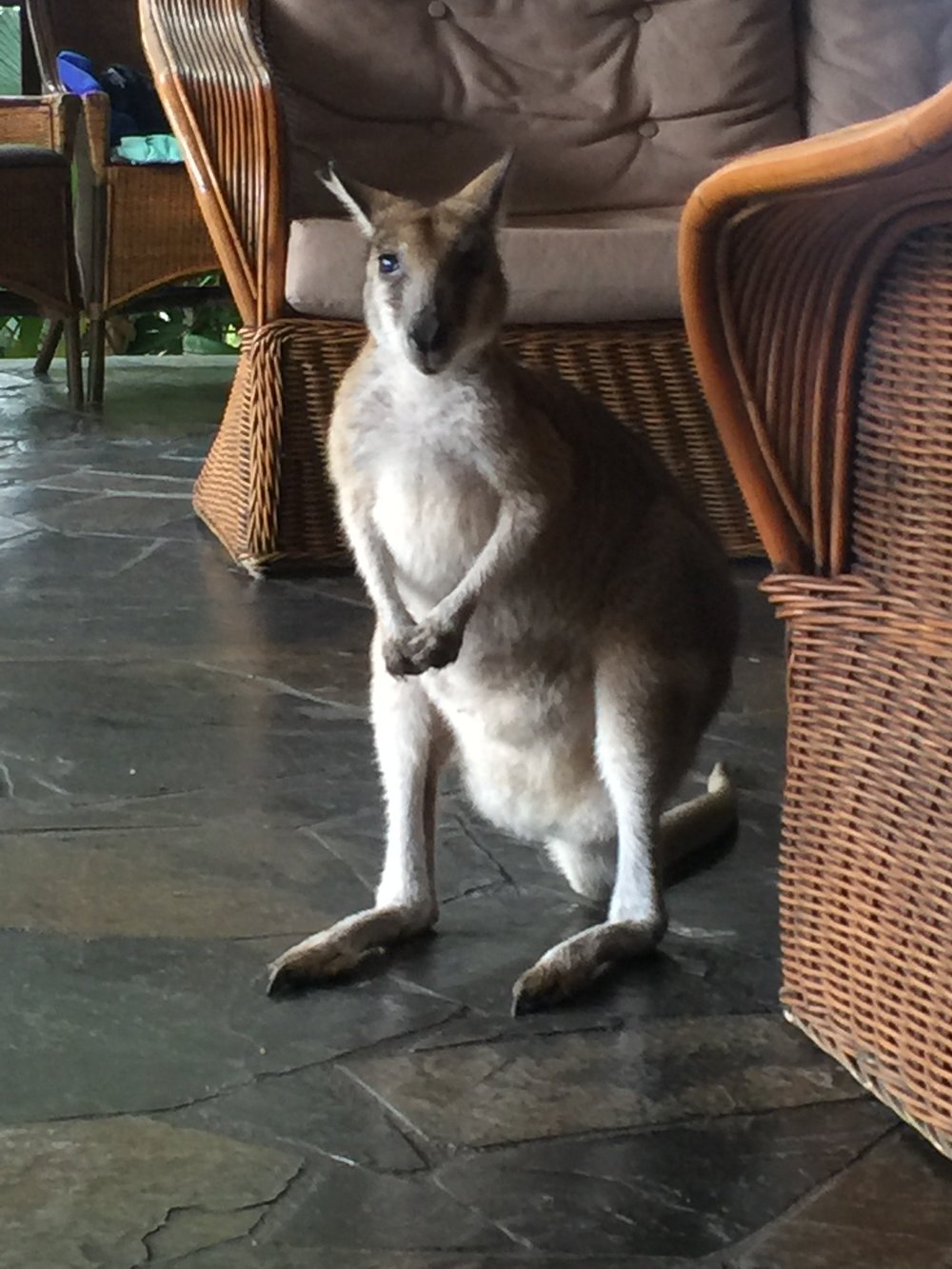 Have coffee with a Wallaby