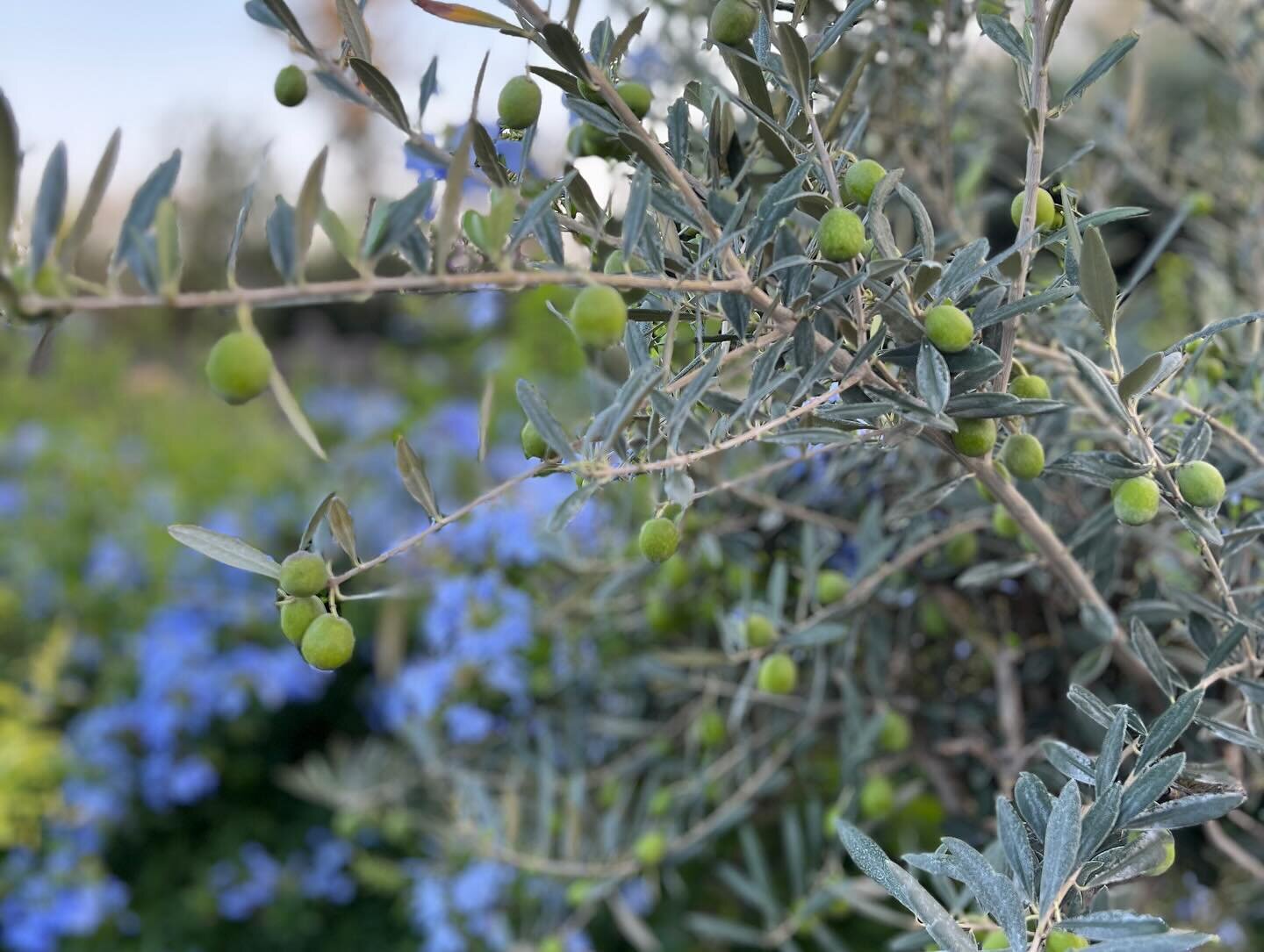 Known for Mount Etna, wine tasting, hiking, water activities, botanical gardens and the extraordinarily cute town of Taormina, Sicily will enchant you! 

Such a gorgeous stay @donna_carmela