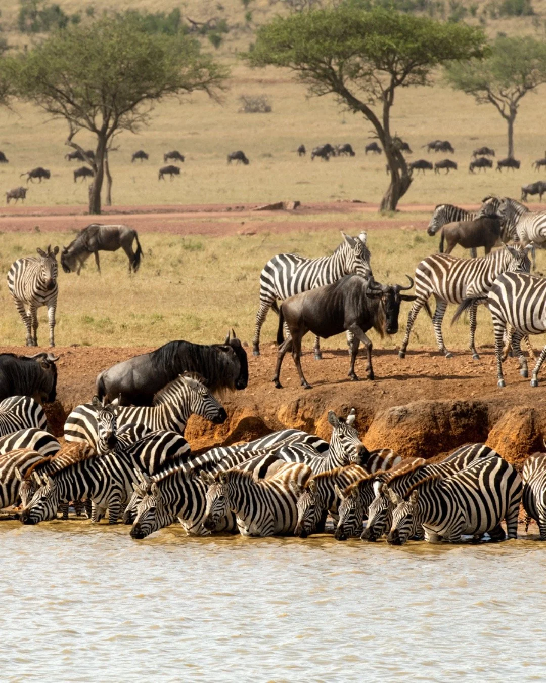We&rsquo;re all looking for the next big getaway! Here are a few to keep on your radar and the kind you&rsquo;ll want to secure early with the team at Kristen Meckem Travel:

Africa&rsquo;s Great Migration 🦓 &ndash; Explore the African wilderness an