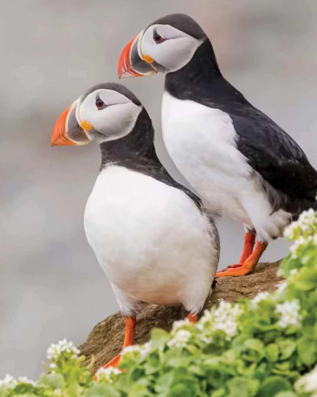 The Arctic isn't a place you simply visit; it&rsquo;s a vast landscape that stays with you long after the ice has faded from view. ❄️🚢

While the high Arctic beckons, there is a particular magic to be found in the dramatic volcanic reaches of Icelan