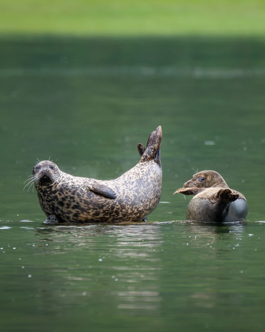 If you&rsquo;ve heard Alaska should be done on a cruise, you heard correctly. It&rsquo;s a way to see glaciers, fjords, and wildlife, where few can sail. 🏔️✨

When you&rsquo;re sailing through the Alaskan wilderness with Ventures by Seabourn, every 