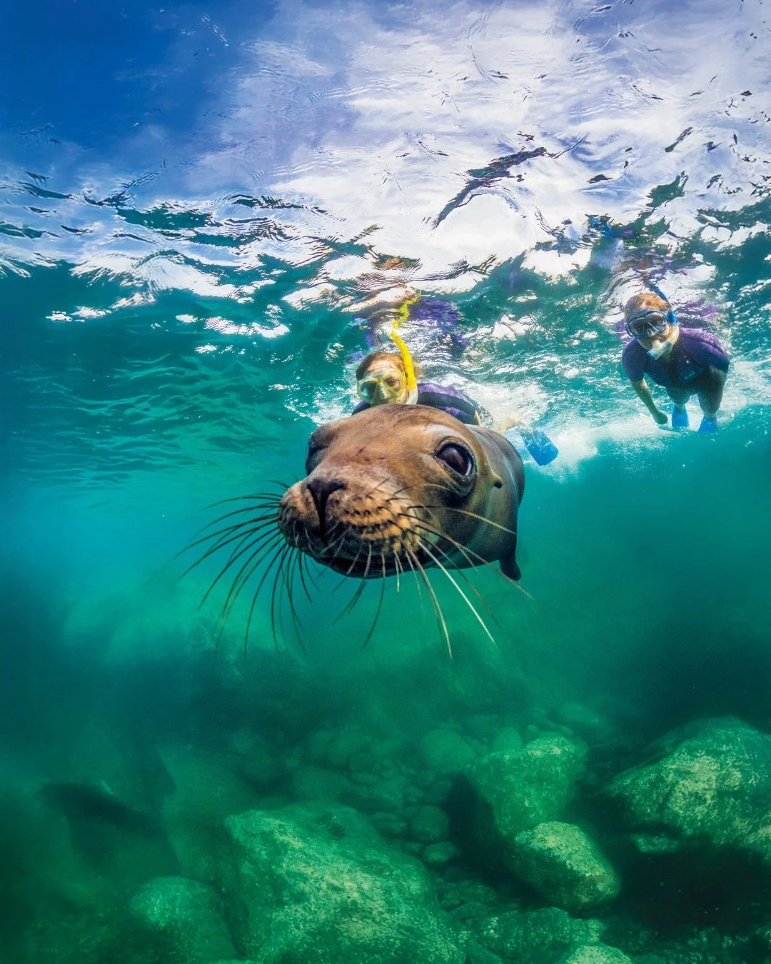 It&rsquo;s time for your next adventure, and this time, it&rsquo;s underwater. 🌊

Scuba diving and snorkeling unlock a hidden world of vibrant coral reefs, remarkable marine life, and breathtaking underwater landscapes. From the remote waters of Ind