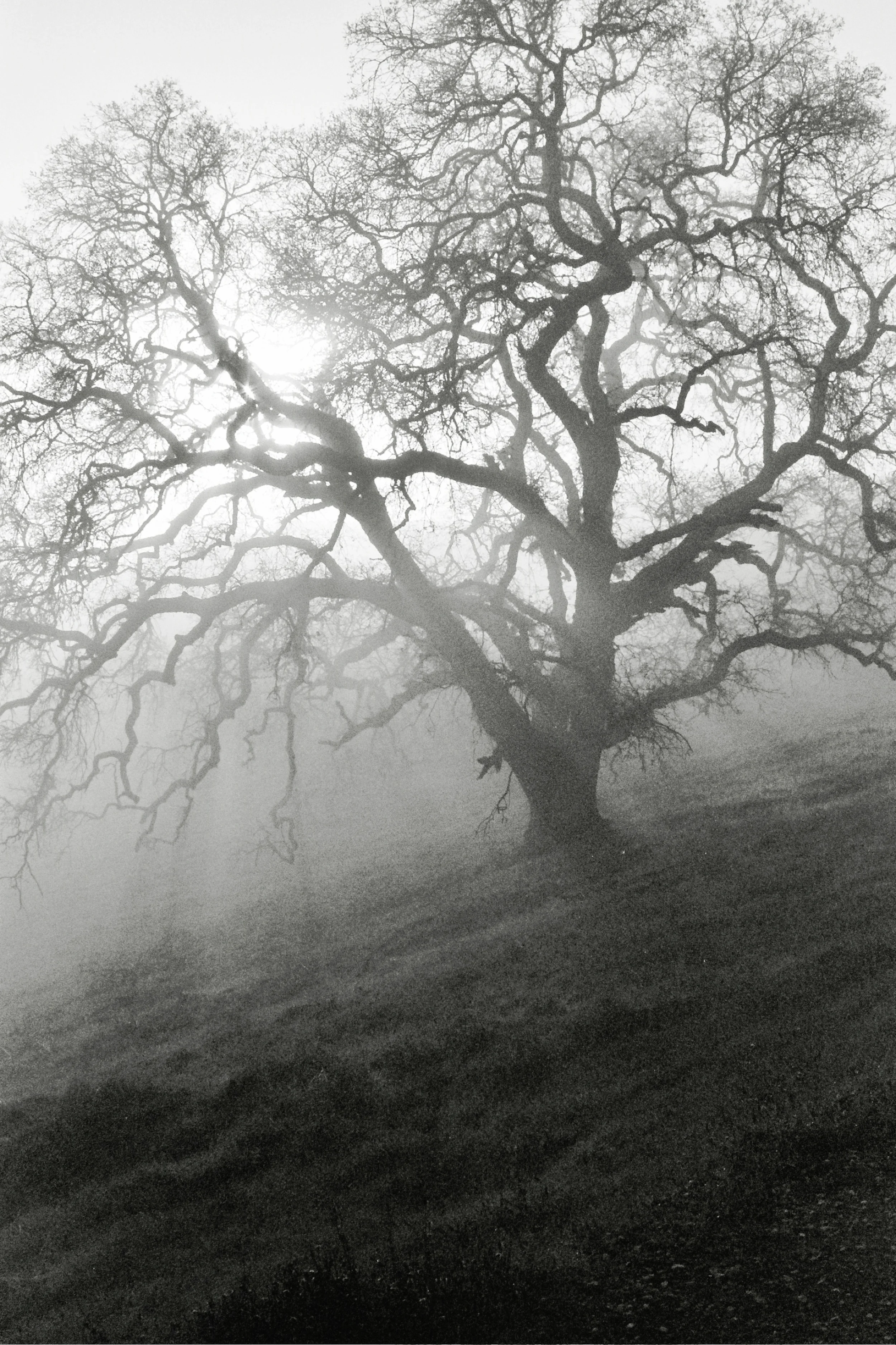 L_Castillo_TreeOfLife.jpg