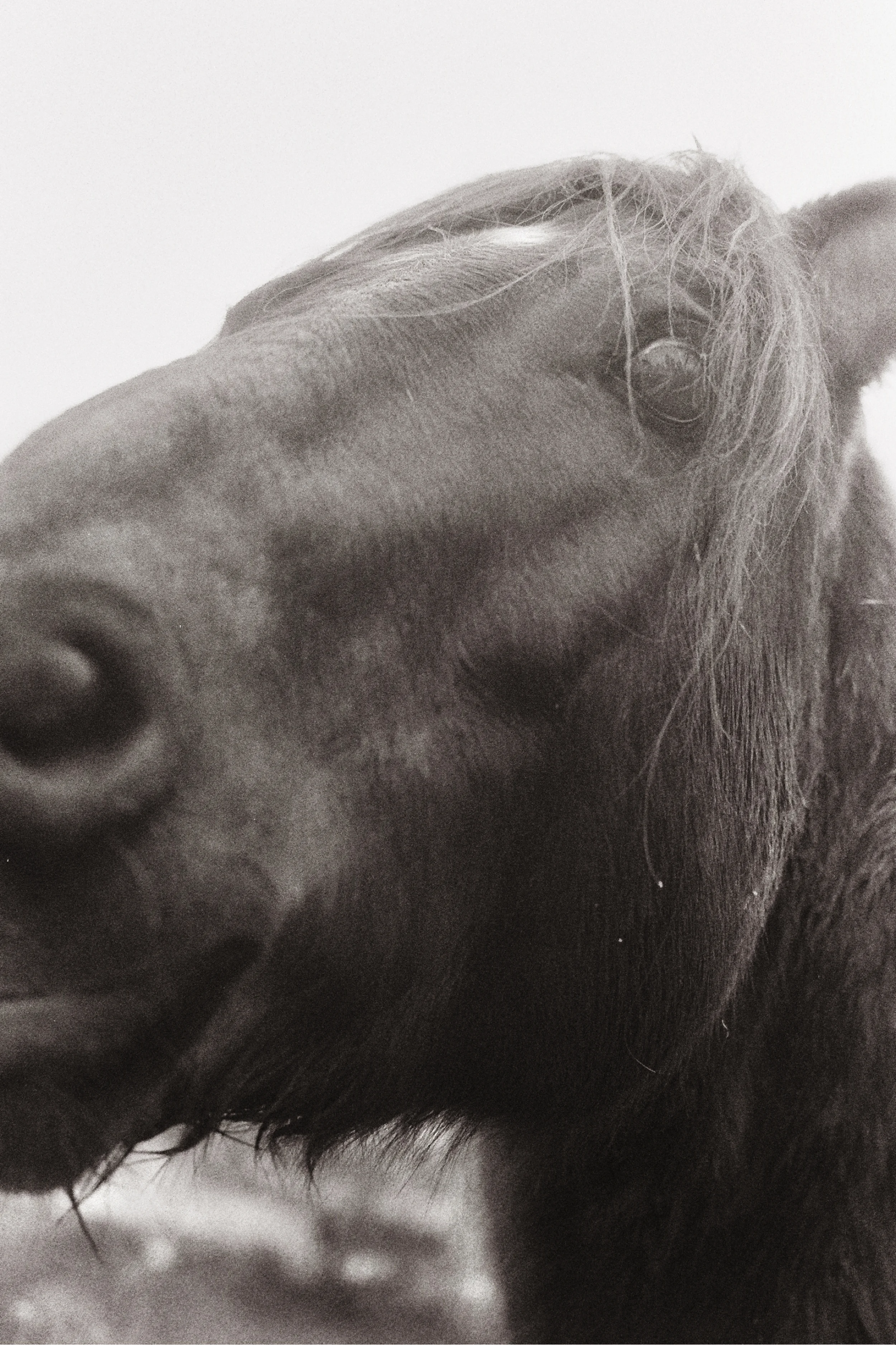 FaceHorse.jpg