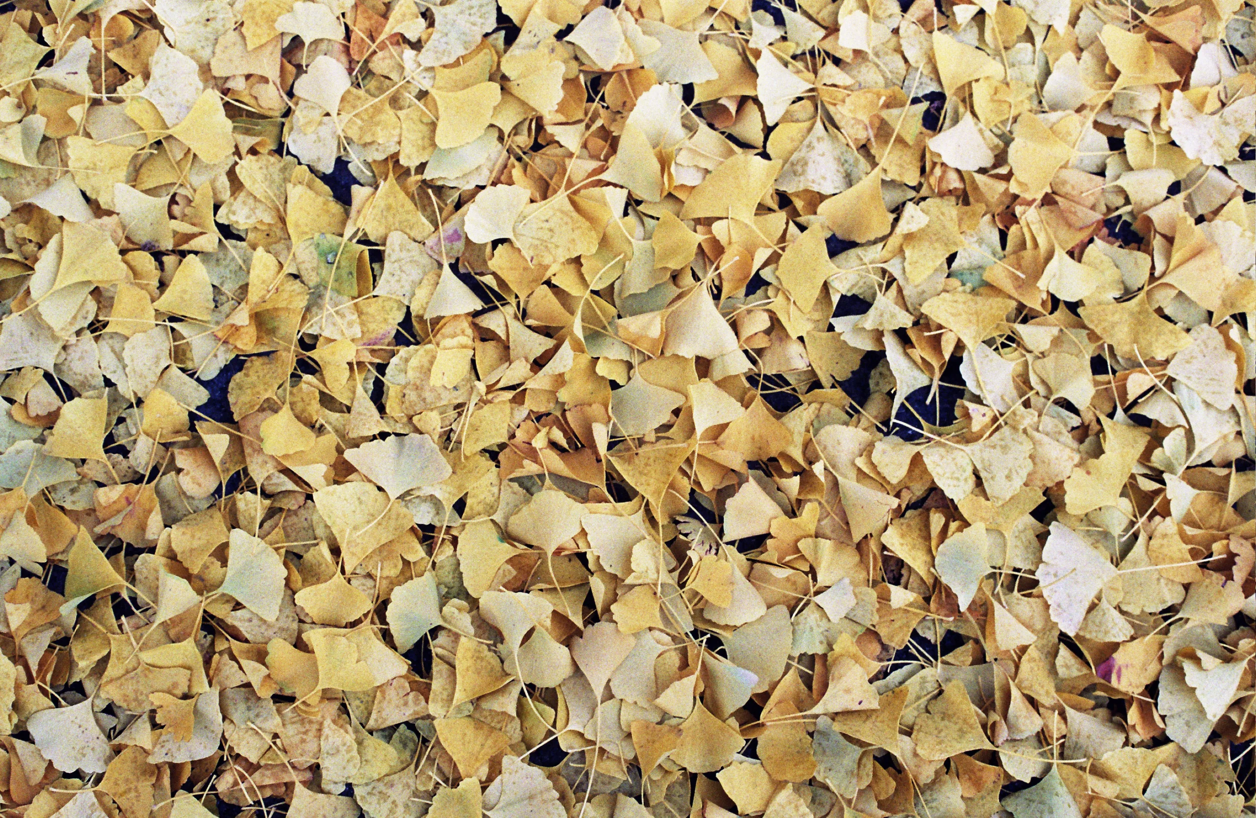 GingkoLEaves.jpg