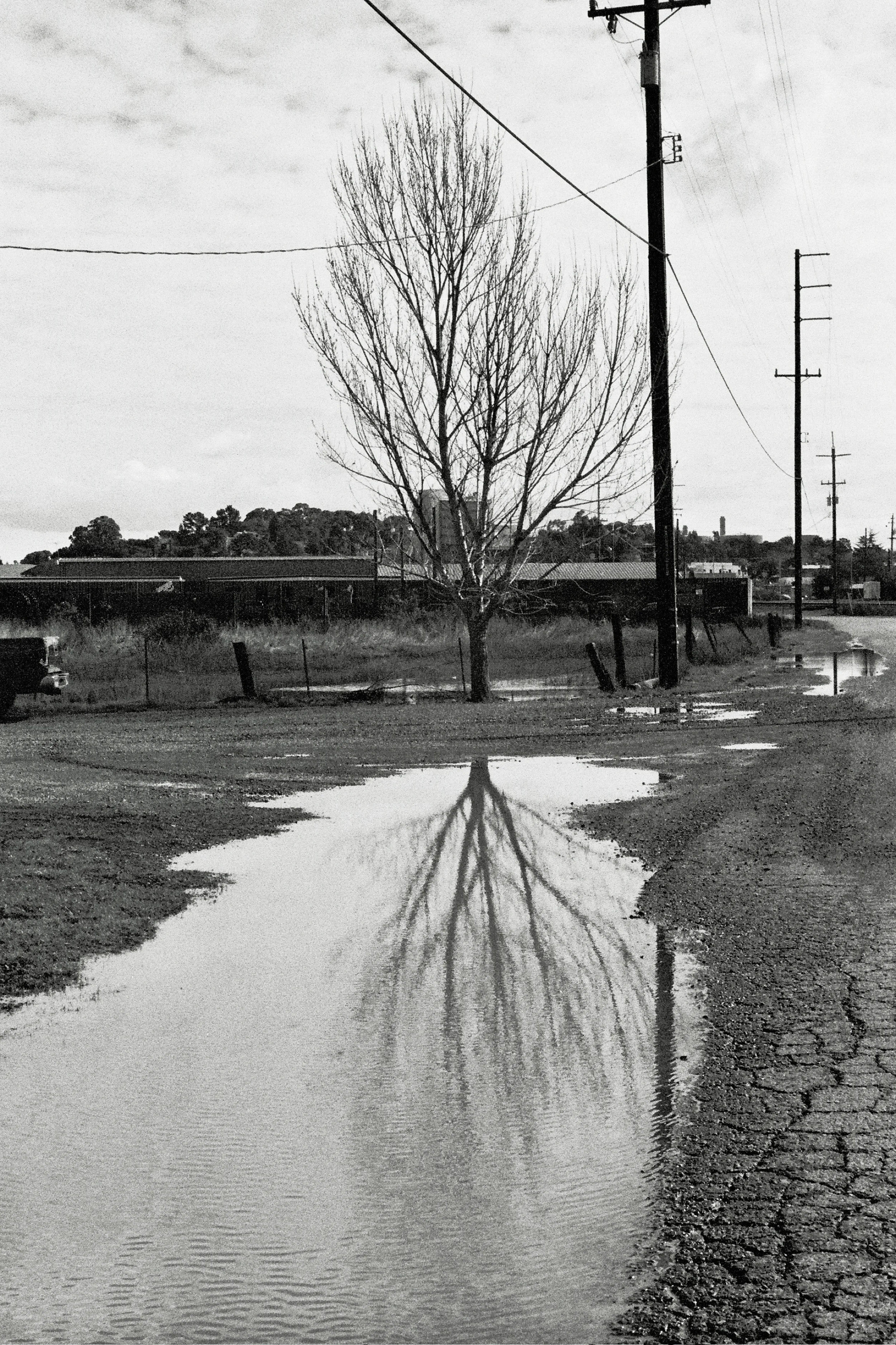 Treeinthewater.jpg