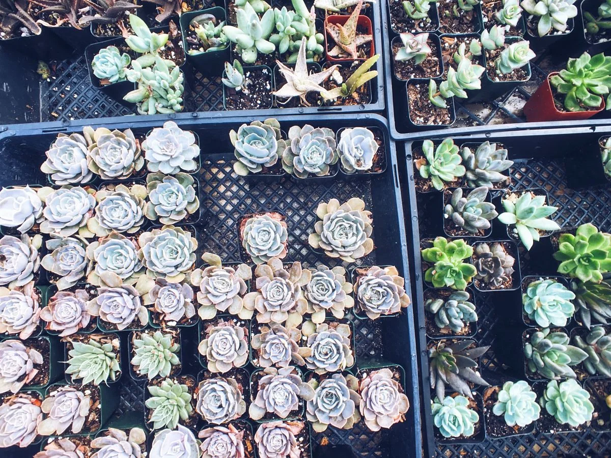 East Austin Succulents: Plant Photography With Moment Lenses