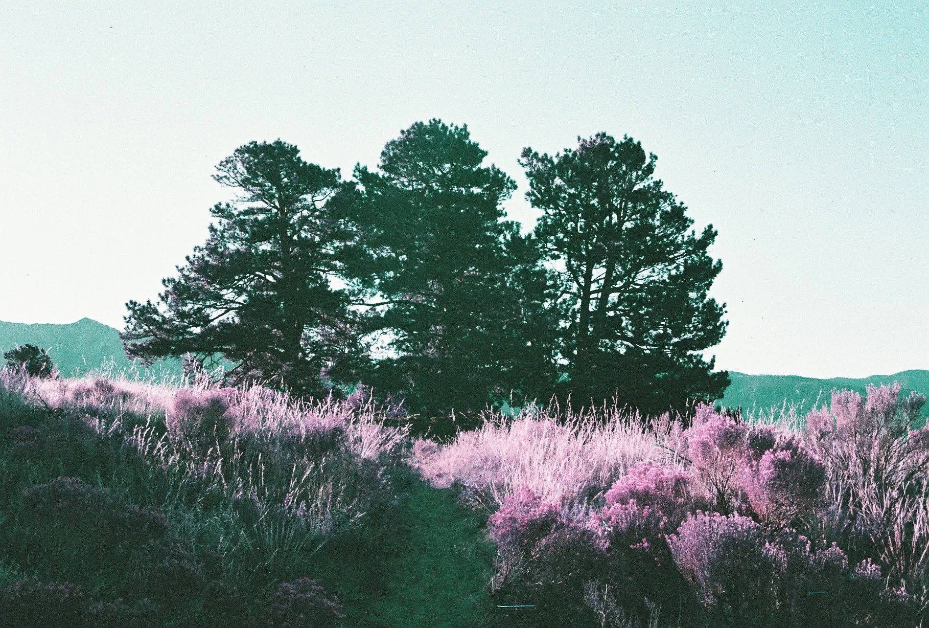 Damon's Ponderosa, 2023