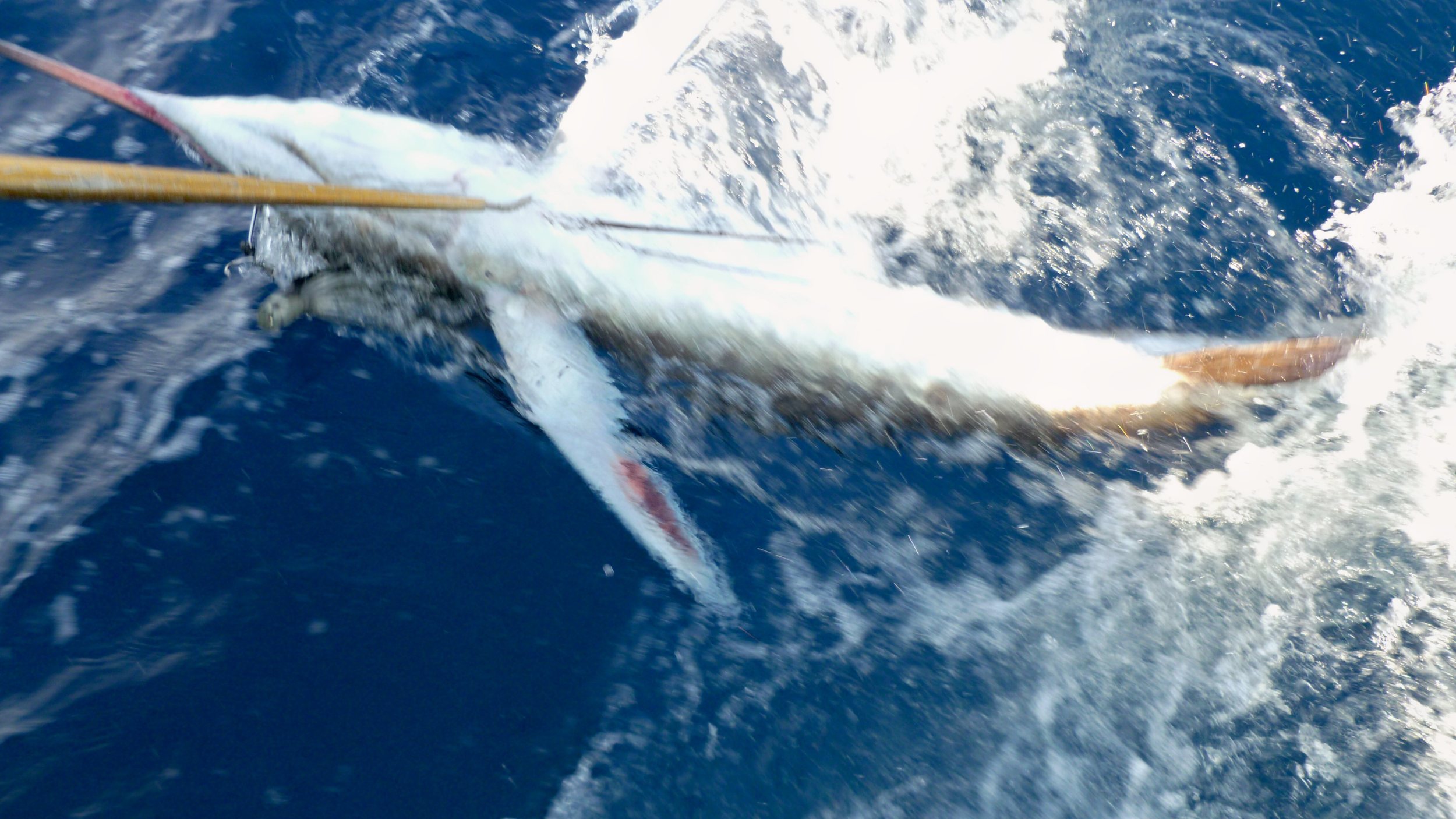 P1010146.jpg