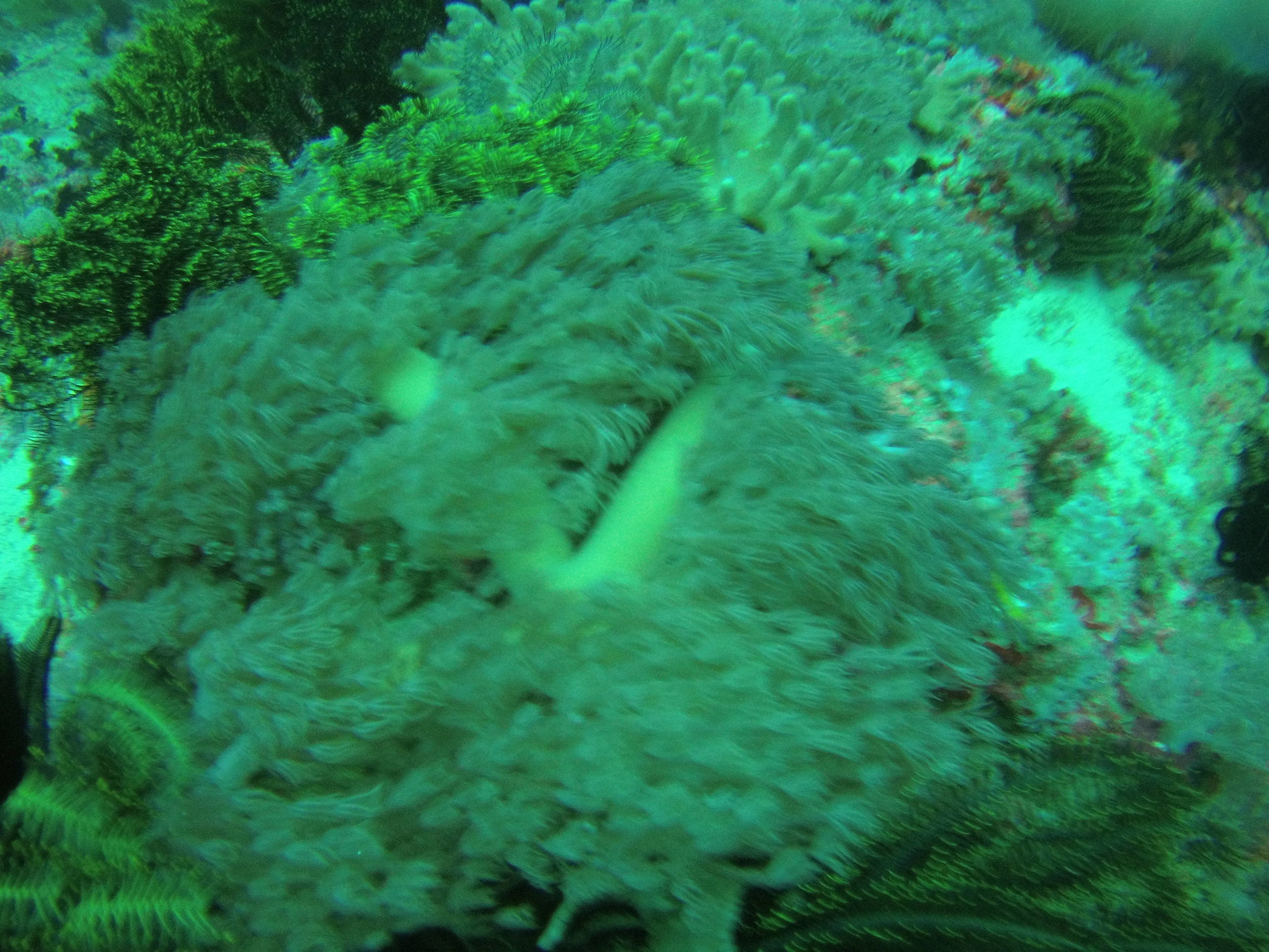 AMBA0032.jpg