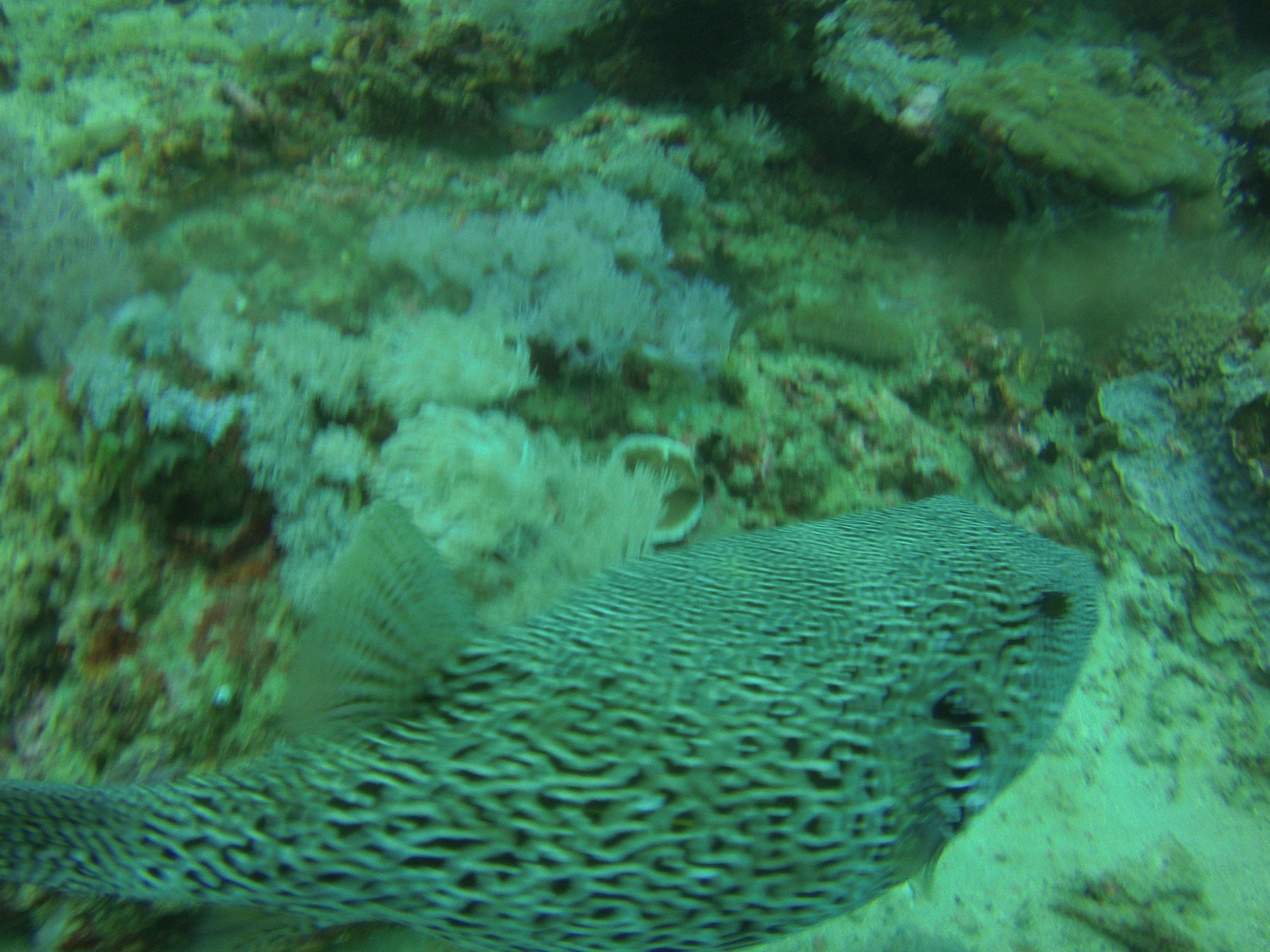 AMBA0038.jpg