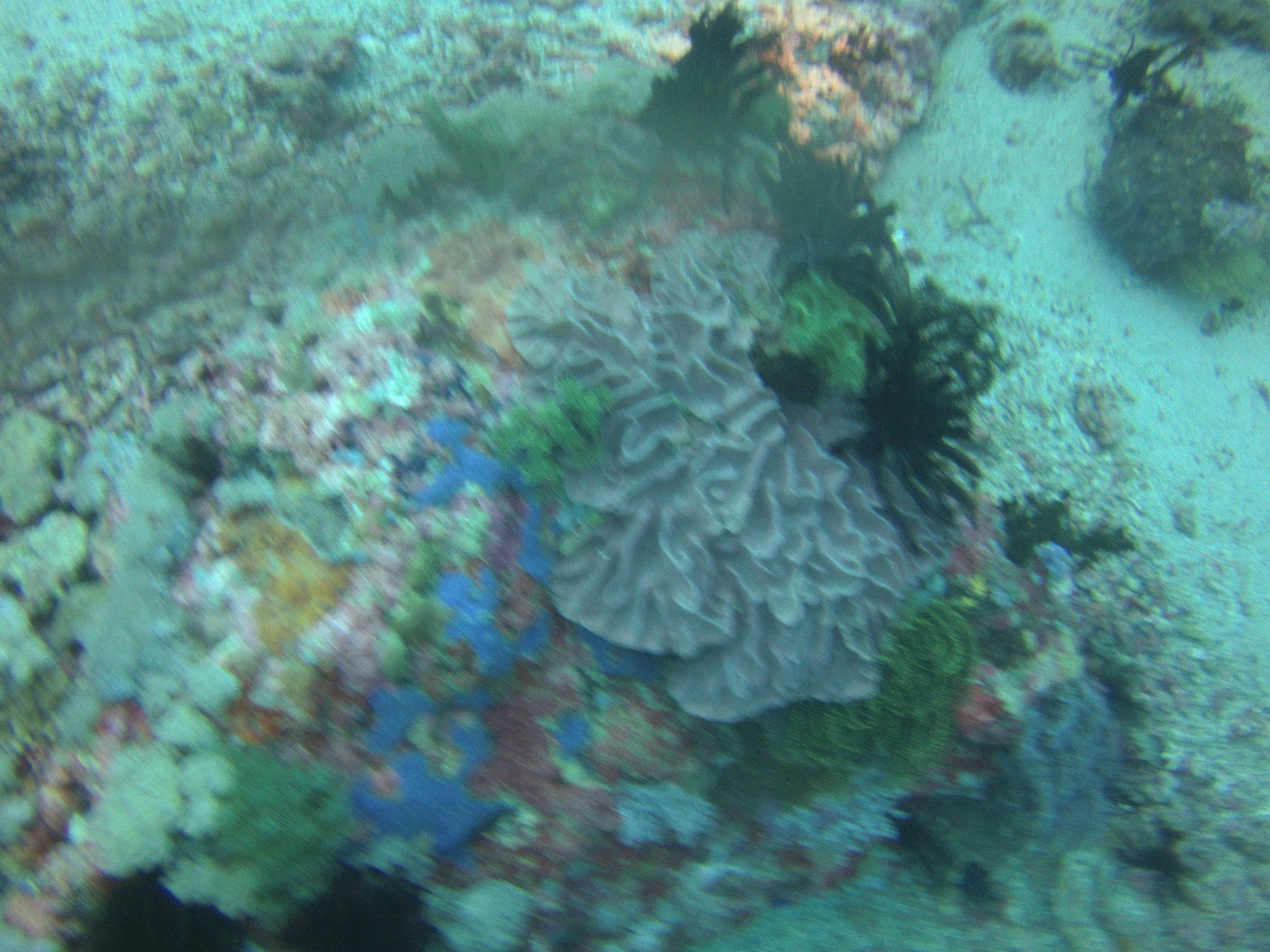 AMBA0040.jpg