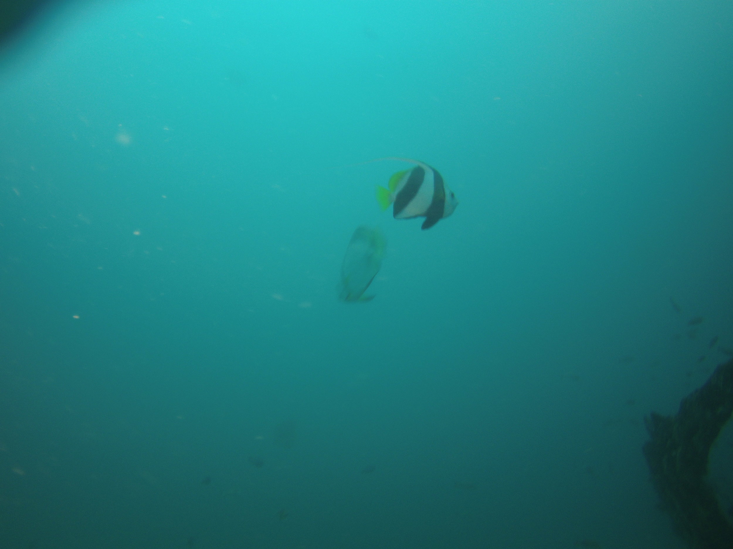 AMBA0079.jpg