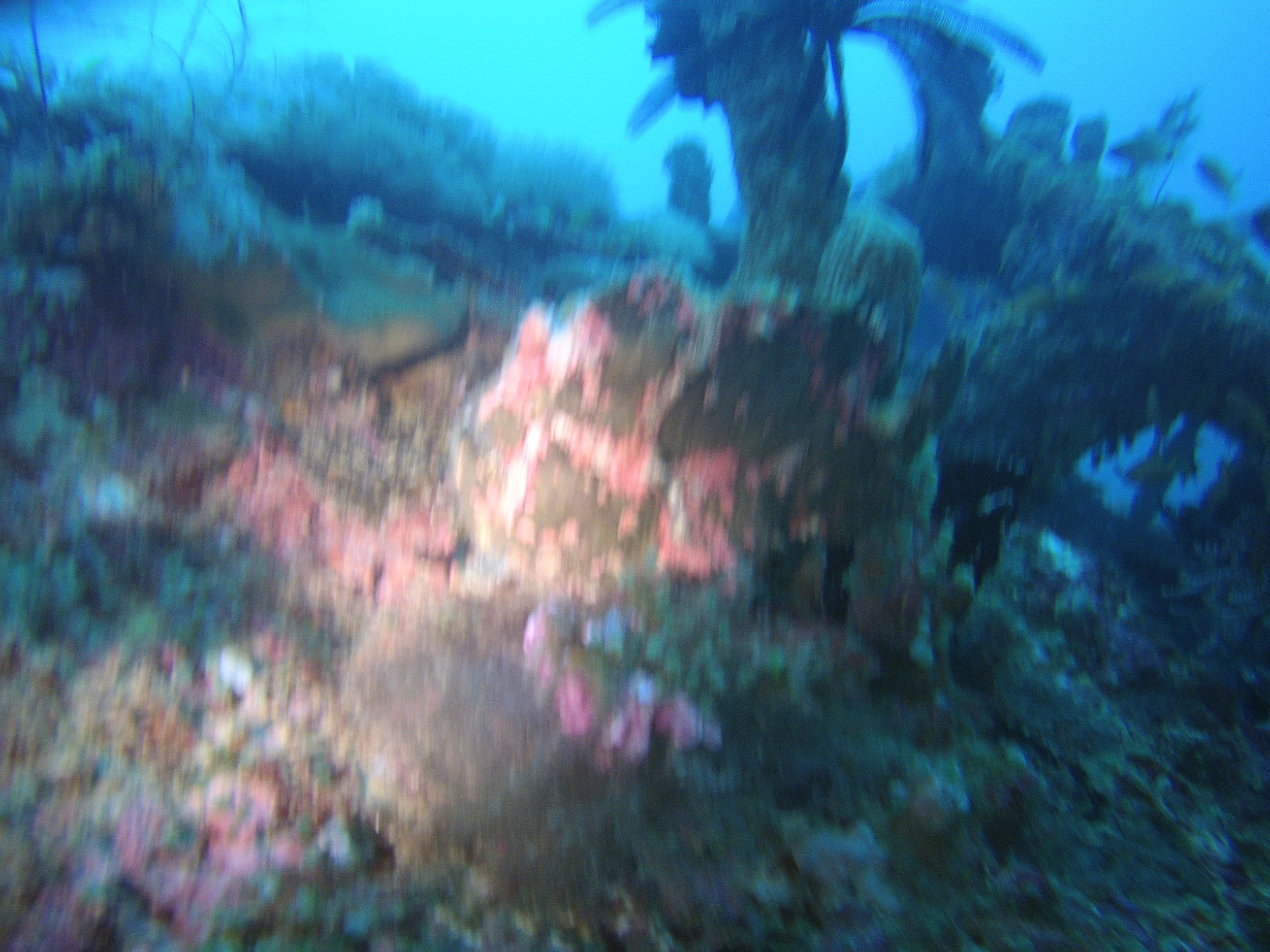 AMBA0164.jpg