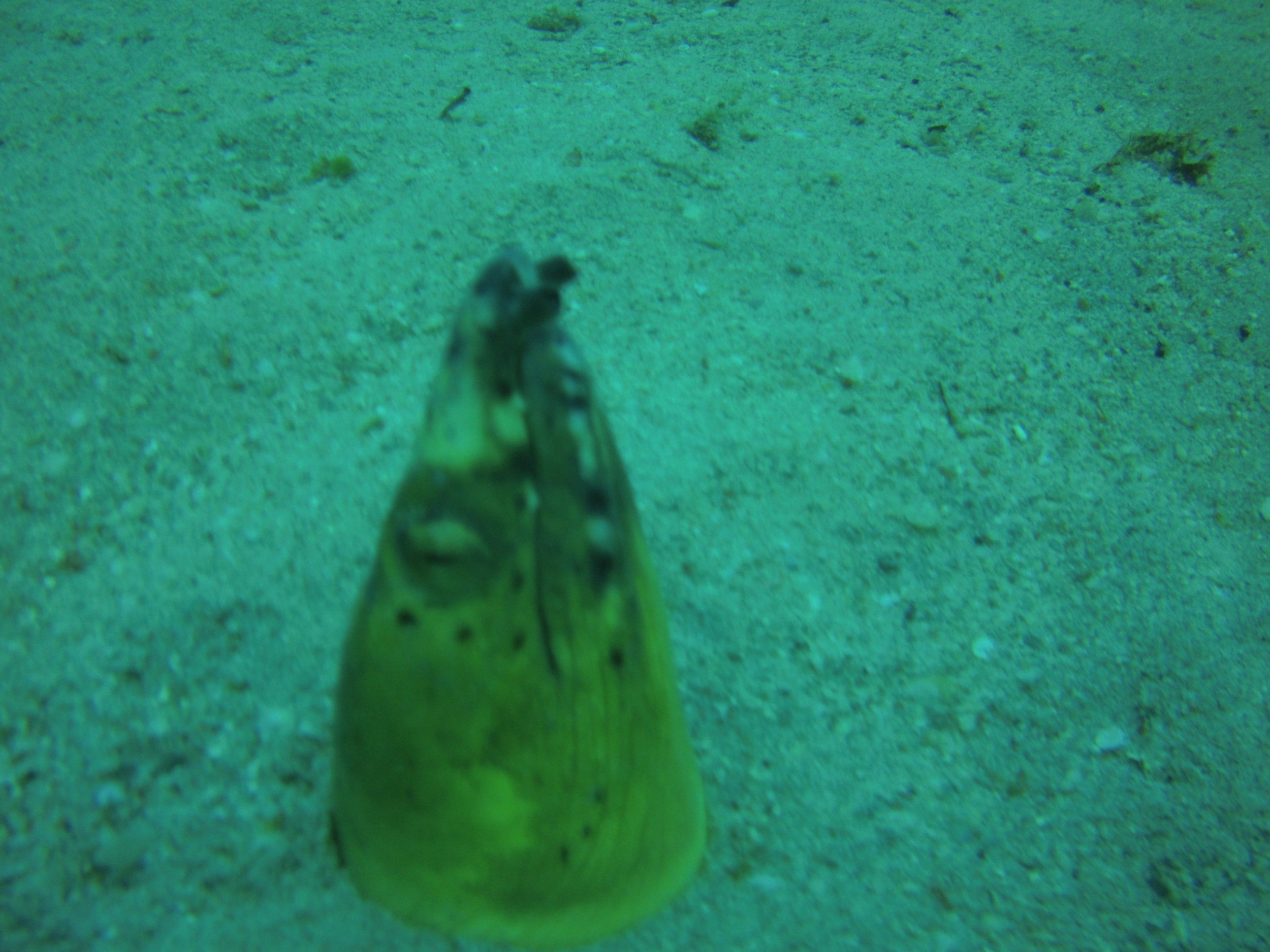 AMBA0186.jpg