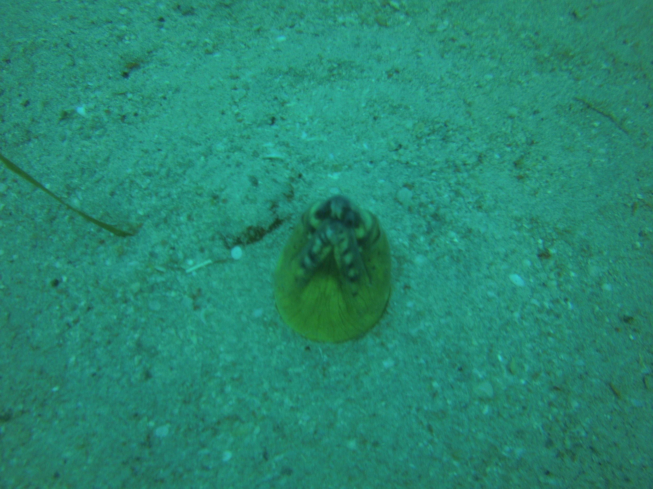 AMBA0187.jpg