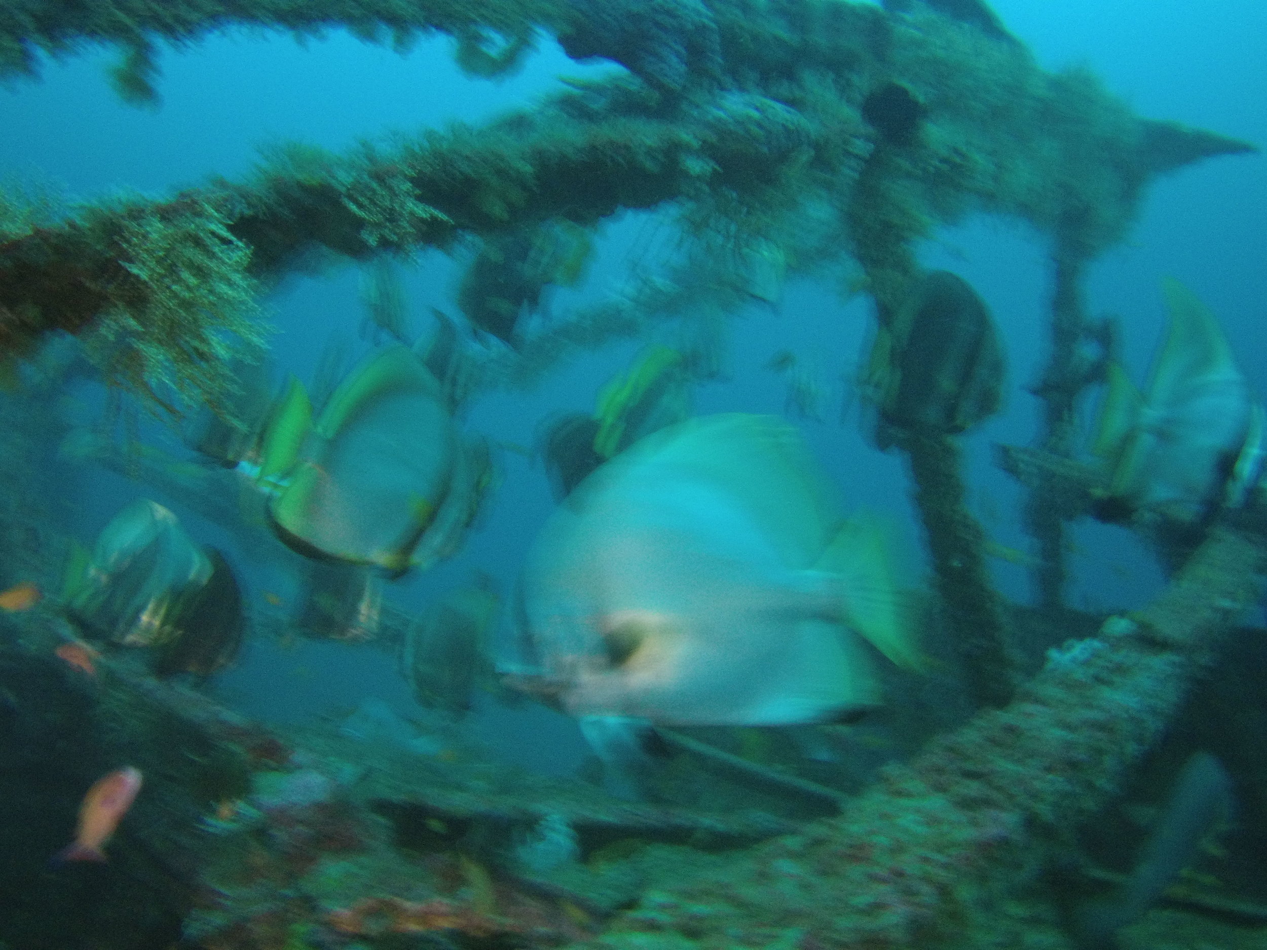 AMBA0264.jpg