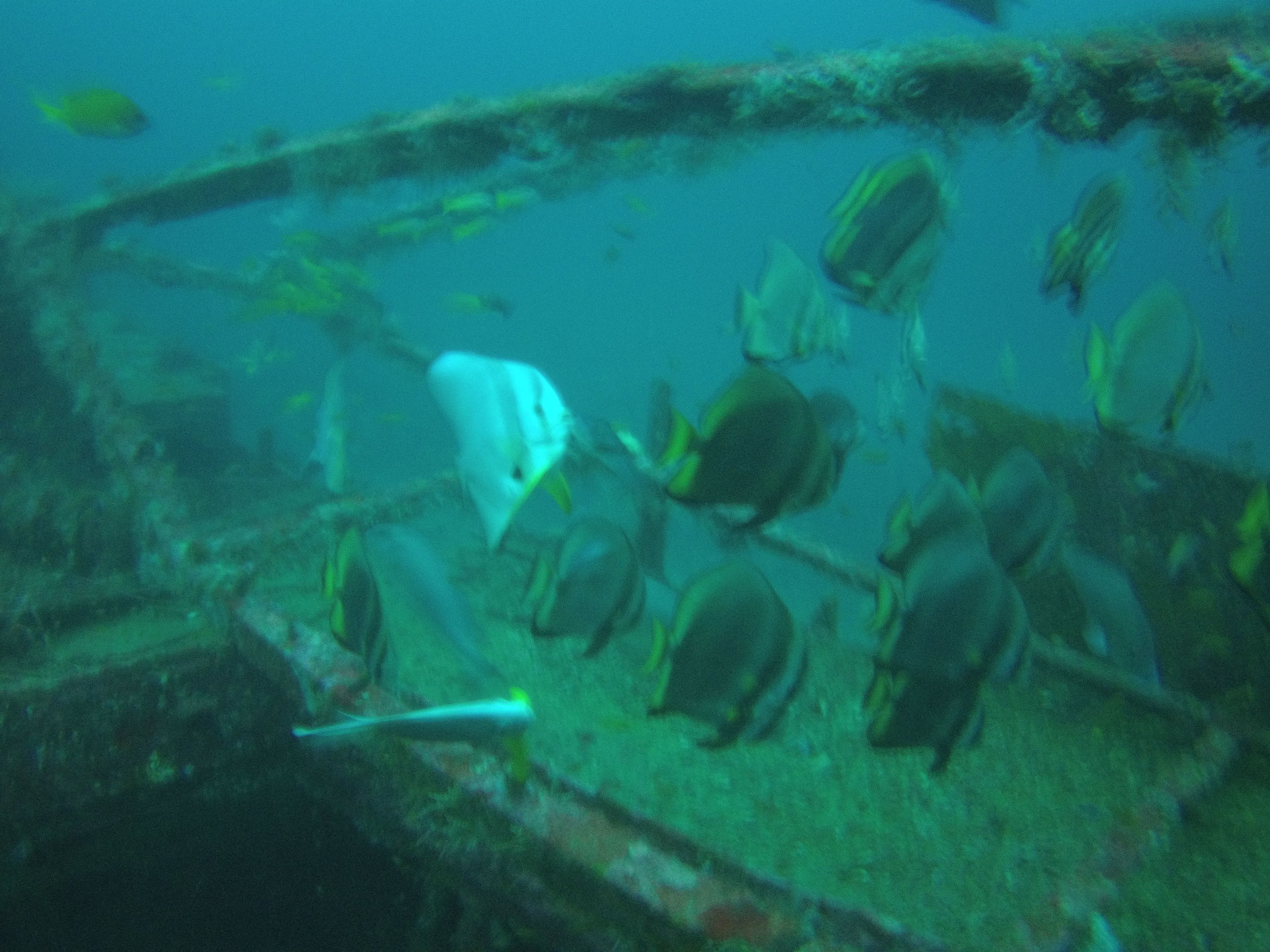 AMBA0265.jpg